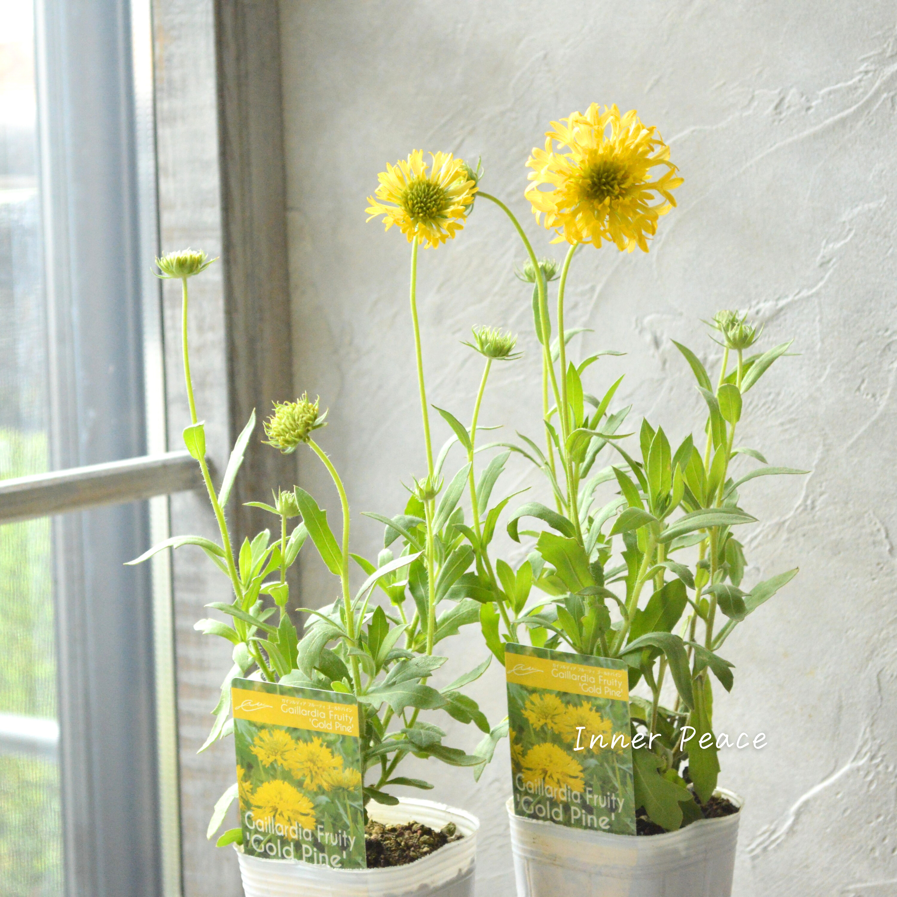 【人気】 ガイラルディア 『フルーティ・ゴールドパイン』 3寸ロングPOT