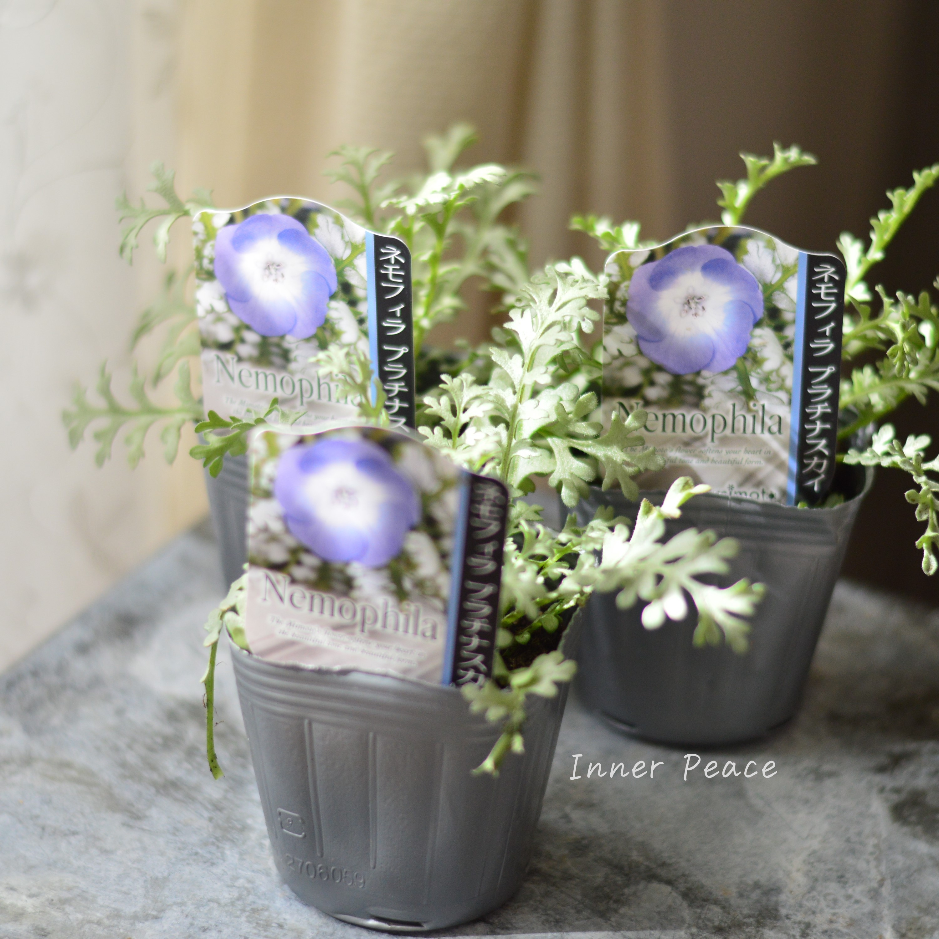 【見元園芸さん】 ネモフィラ 『プラチナスカイ』 植え込み用 3寸POT