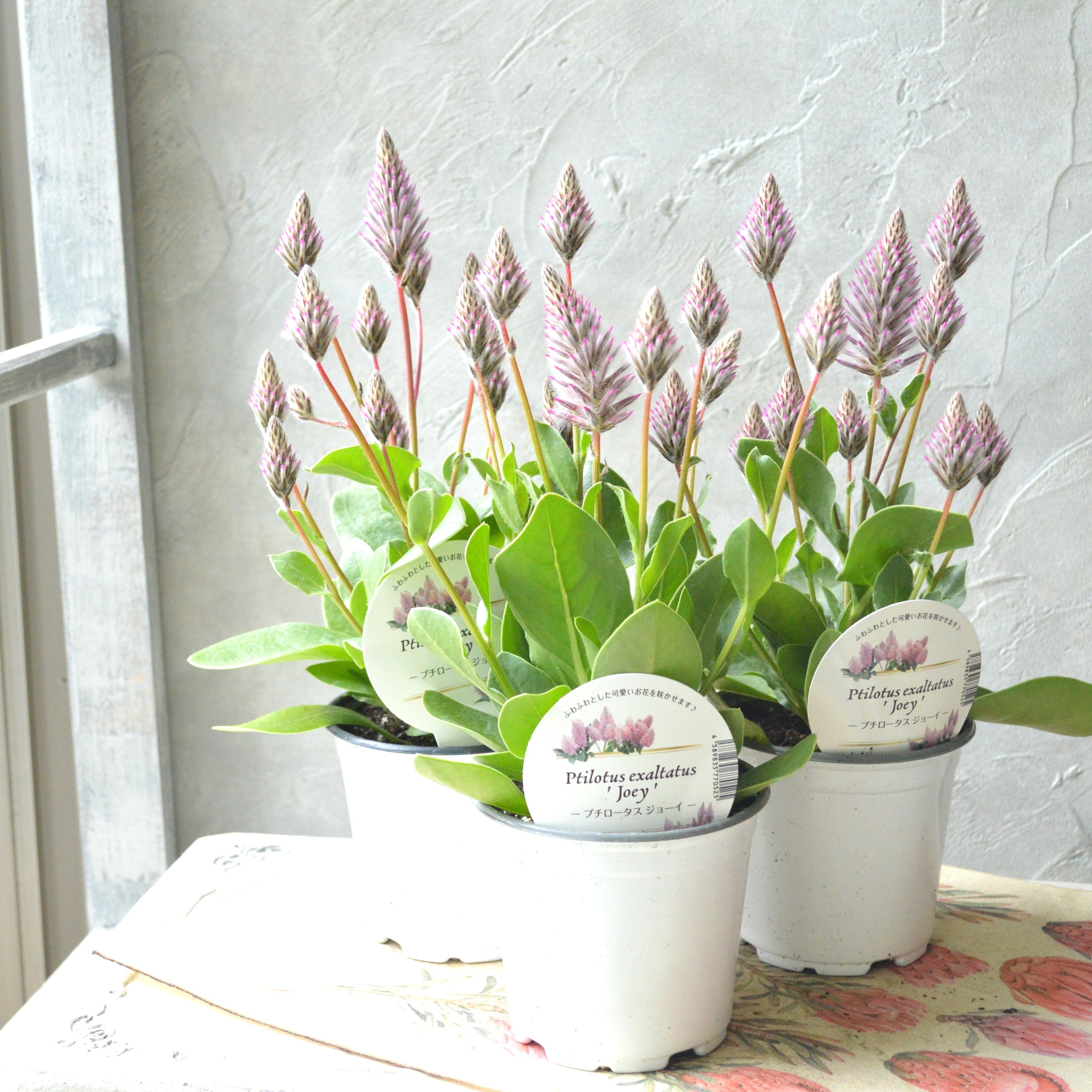 【個性的】 プティロータス 『エクサルタツス・ジョーイ』 3.5寸POT