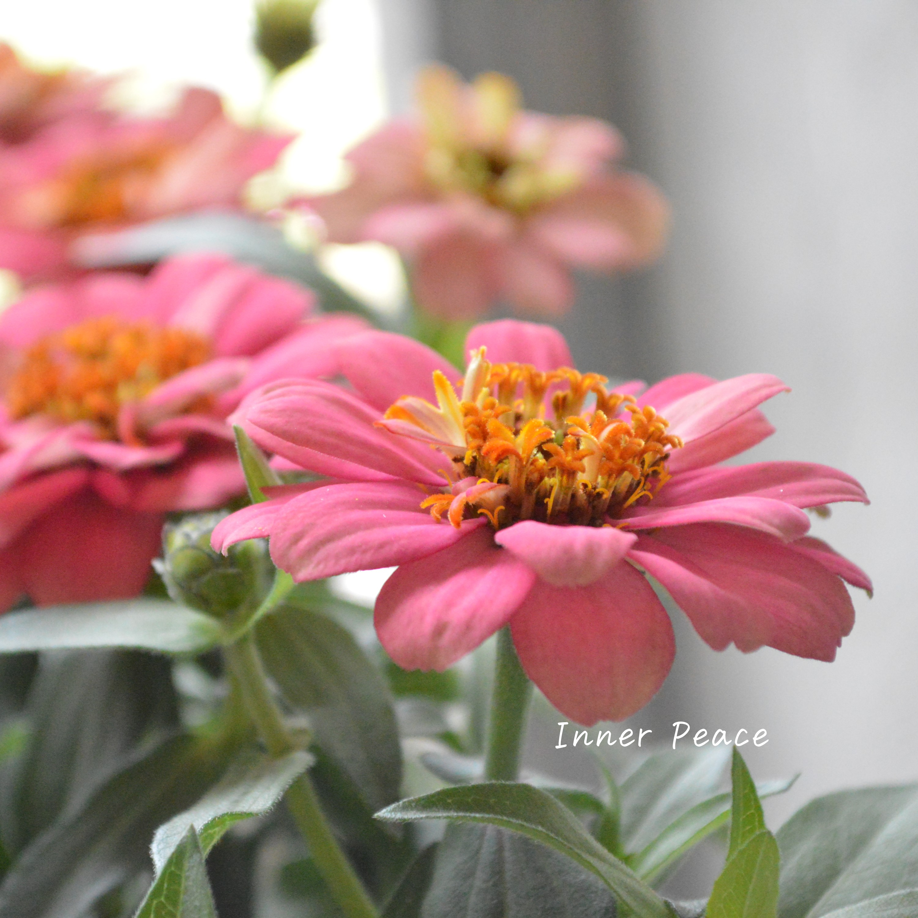 【八重咲き】ジニア・ダブルザハラ『サーモン』 3.5寸POT