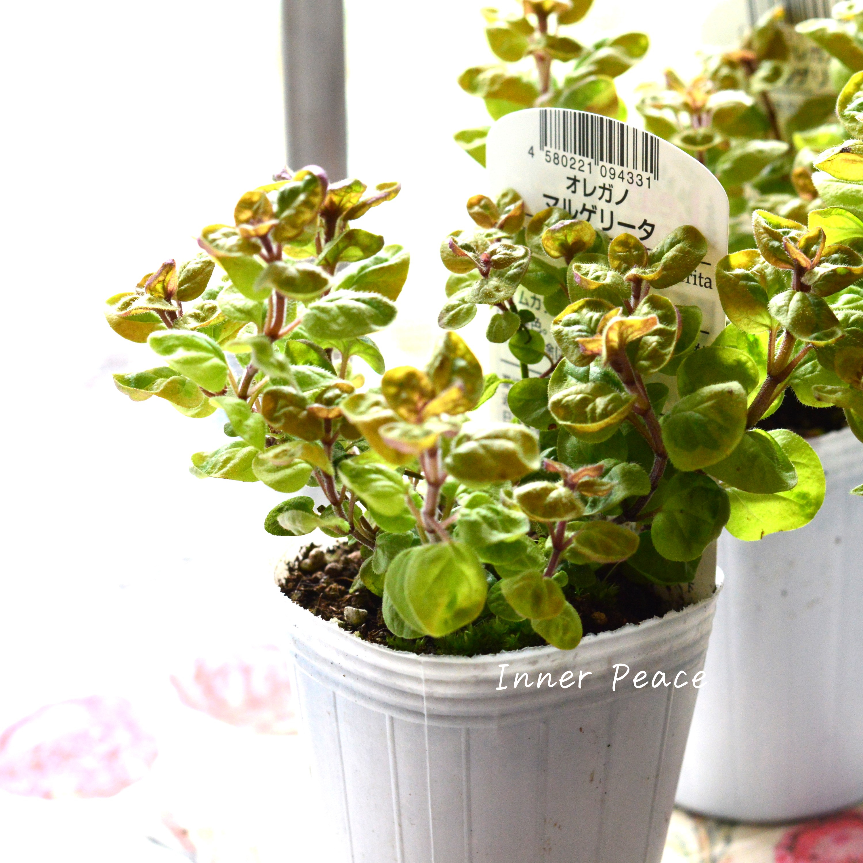 【斑入り】 オレガノ 『マルゲリータ』 3寸POT
