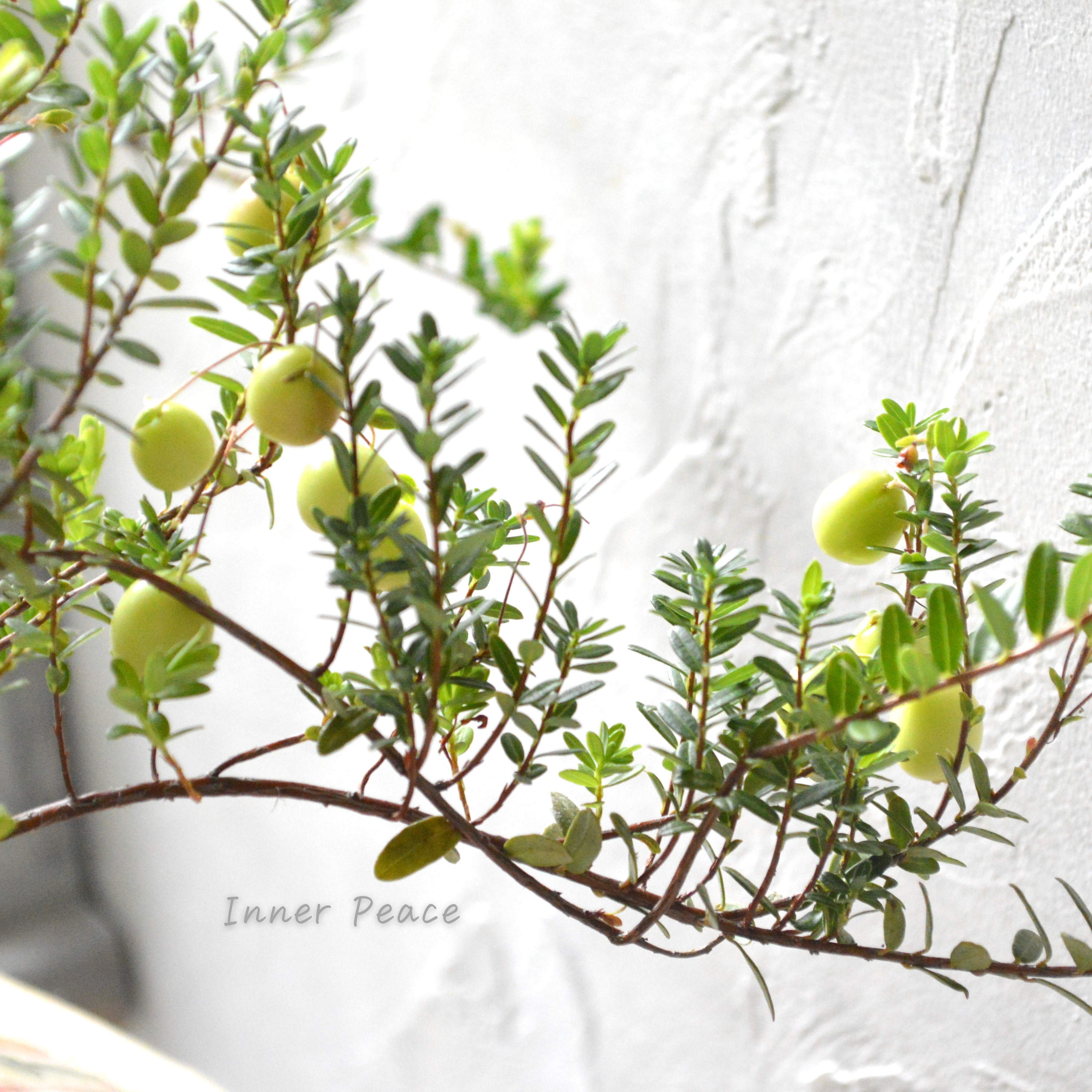 【かわいい】 クランベリー 『和名:つるこけもも』 3.5寸POT