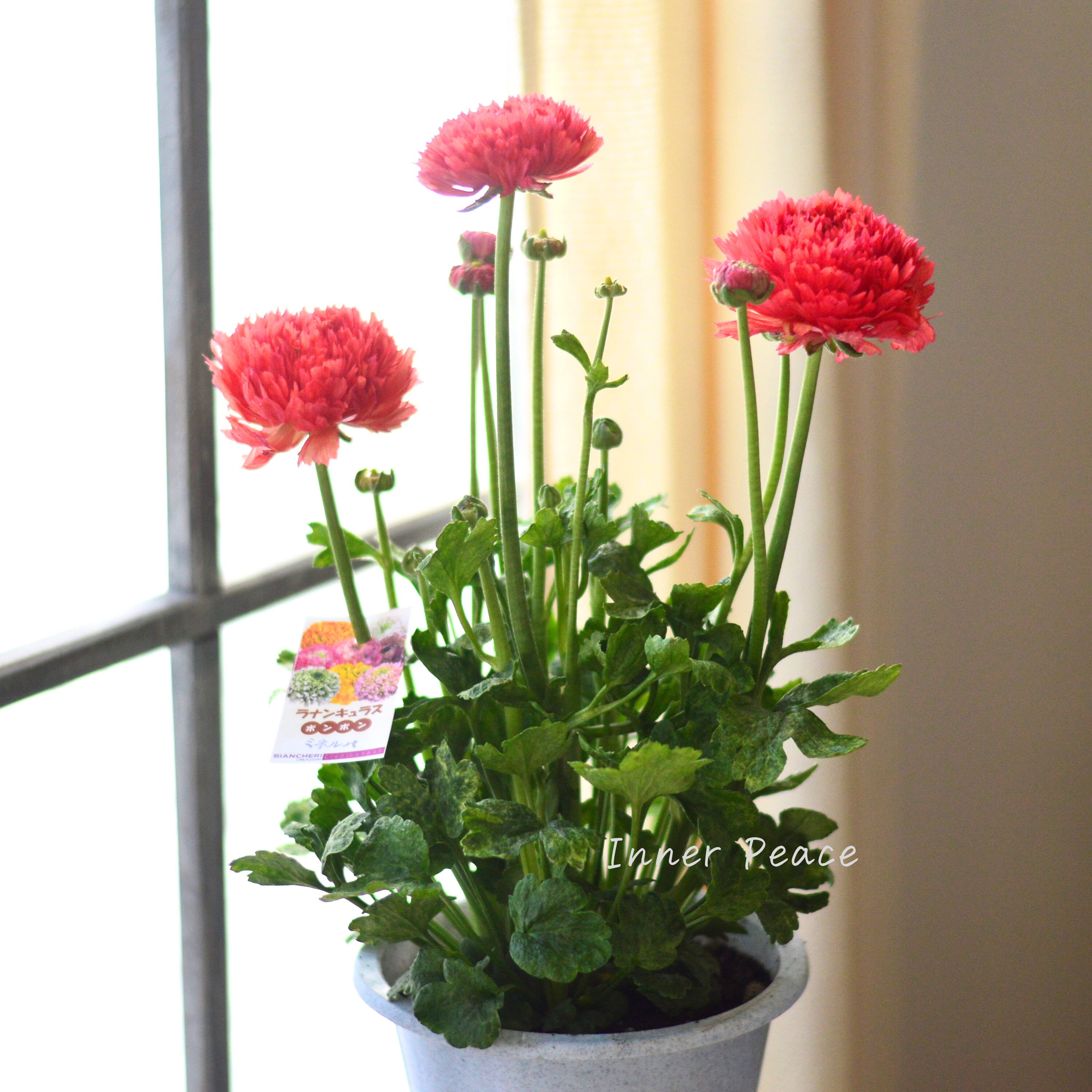 【希少】 ラナンキュラス・ポンポン 『ミネルバ』 5号鉢