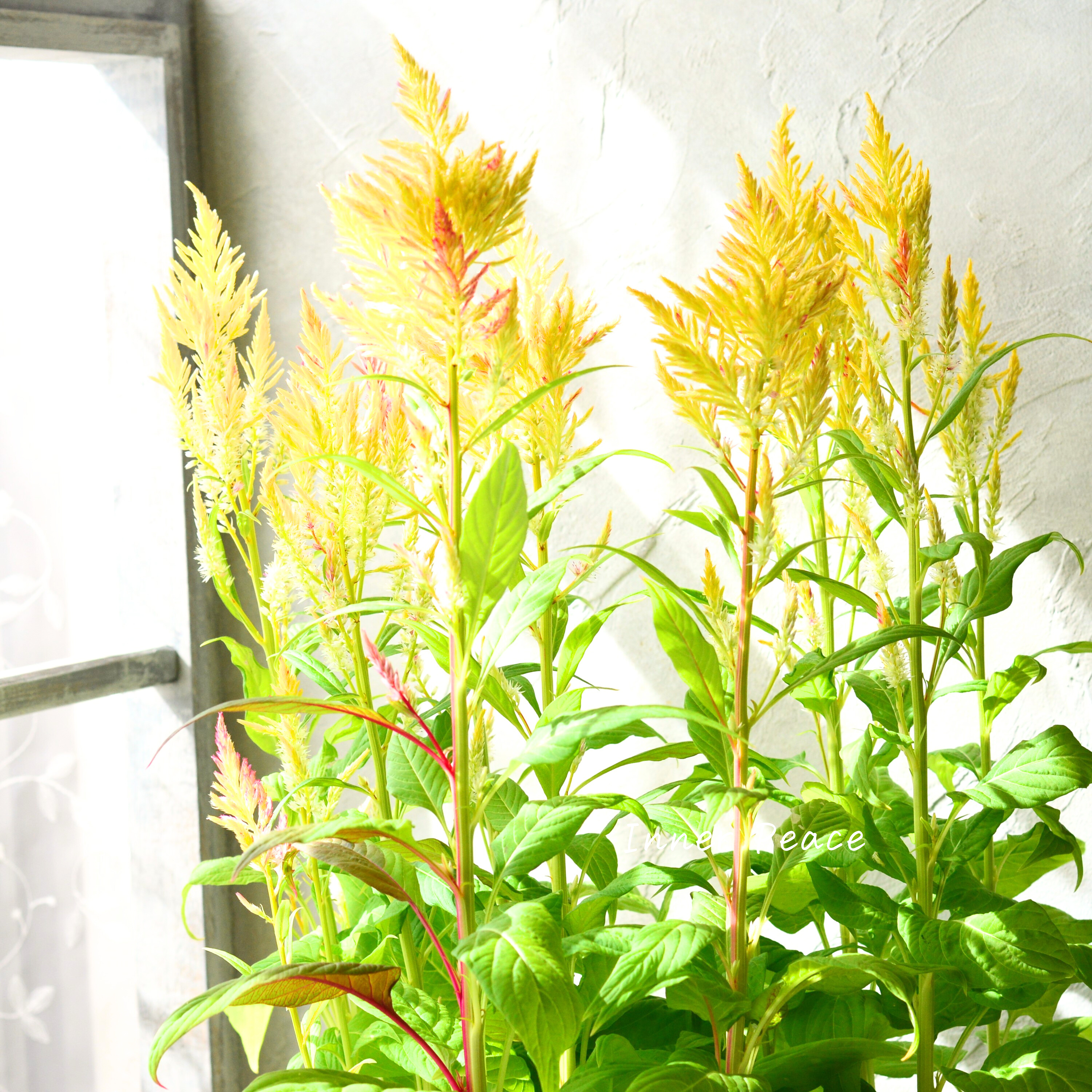 【ゲブラナガトヨさん】 ケイトウ 『霧島の秋・キメラ咲き』 3.5寸POT