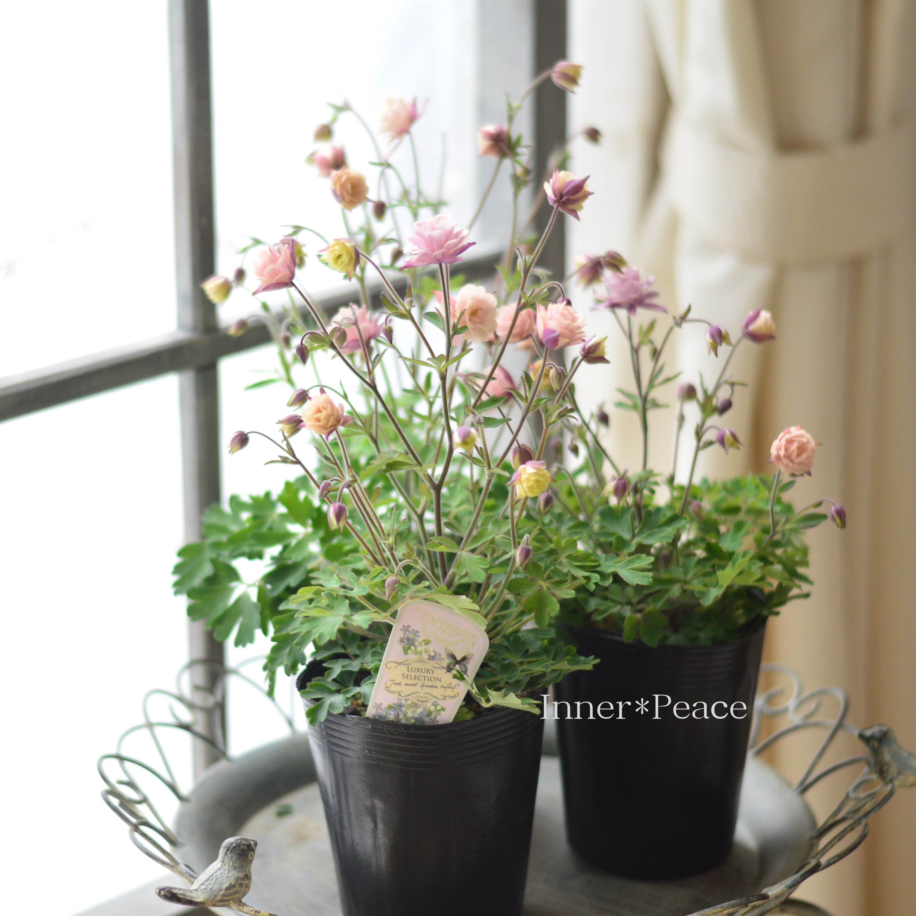 【tef*tef*さんオリジナル】 八重咲きオダマキ 『クラシカルセピア』 3.5寸ロングPOT