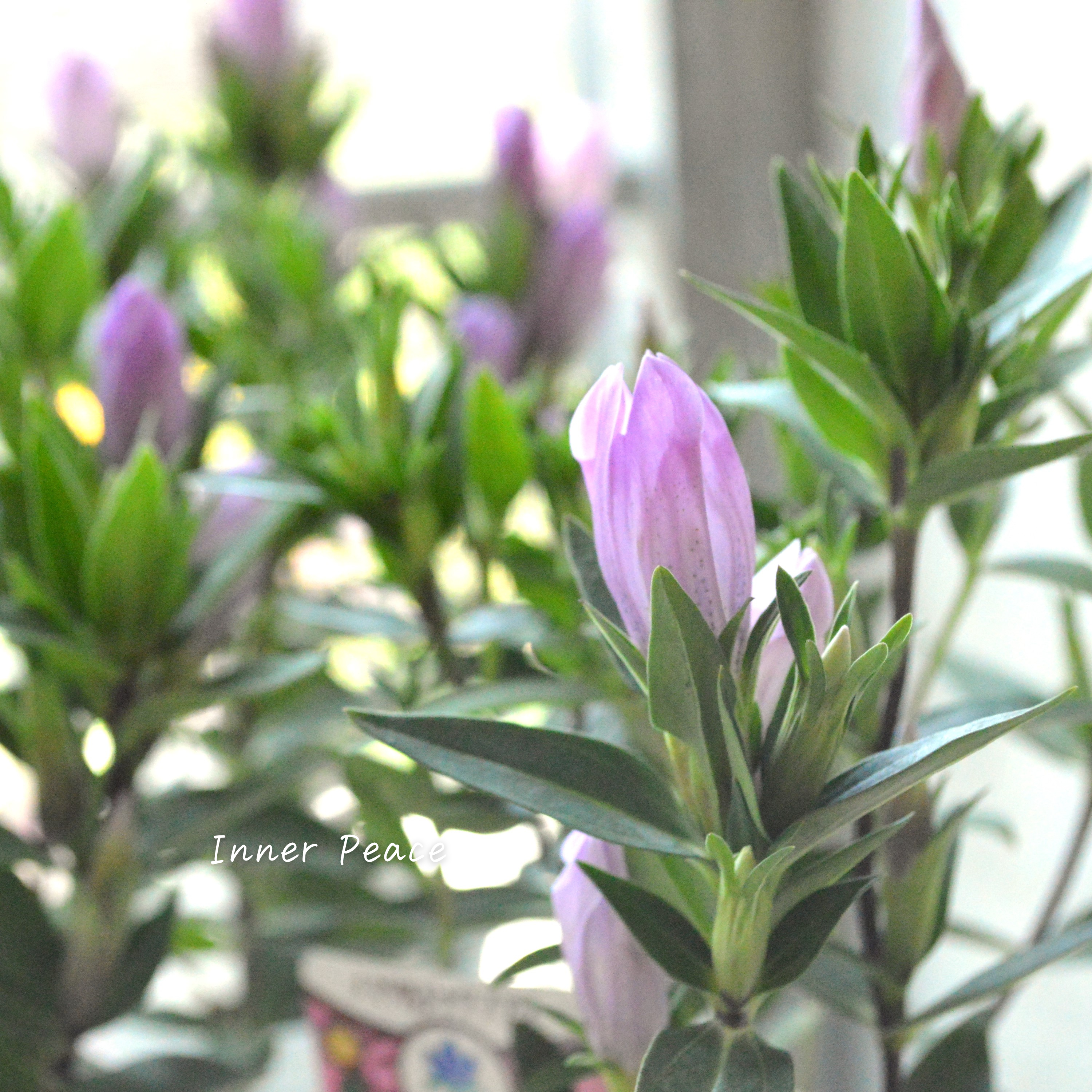 【宿根】 リンドウ 『メルヘンアシロ』 3寸POT