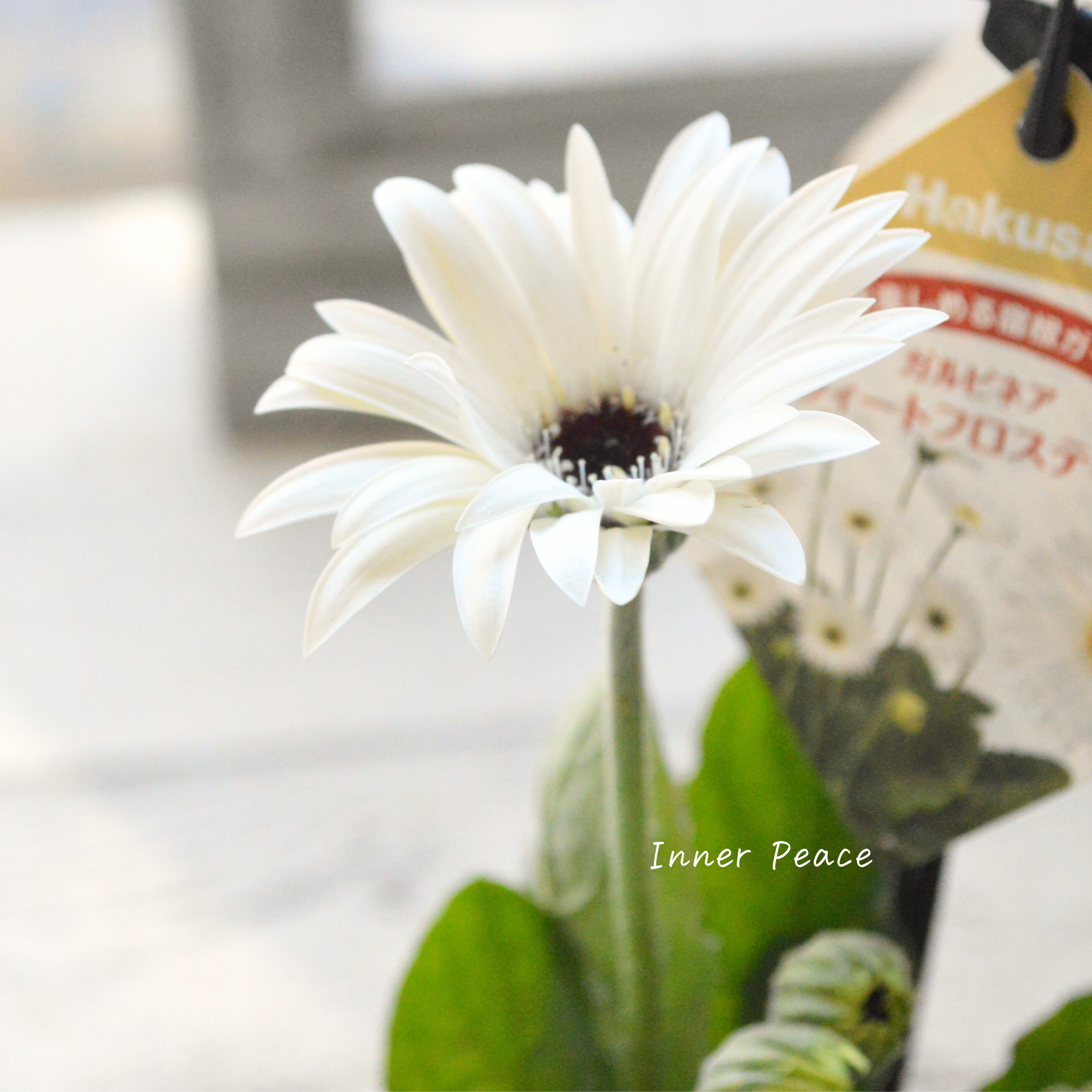 【宿根】 ガルビネア 『スウィートフロスティング』 3.5寸POT