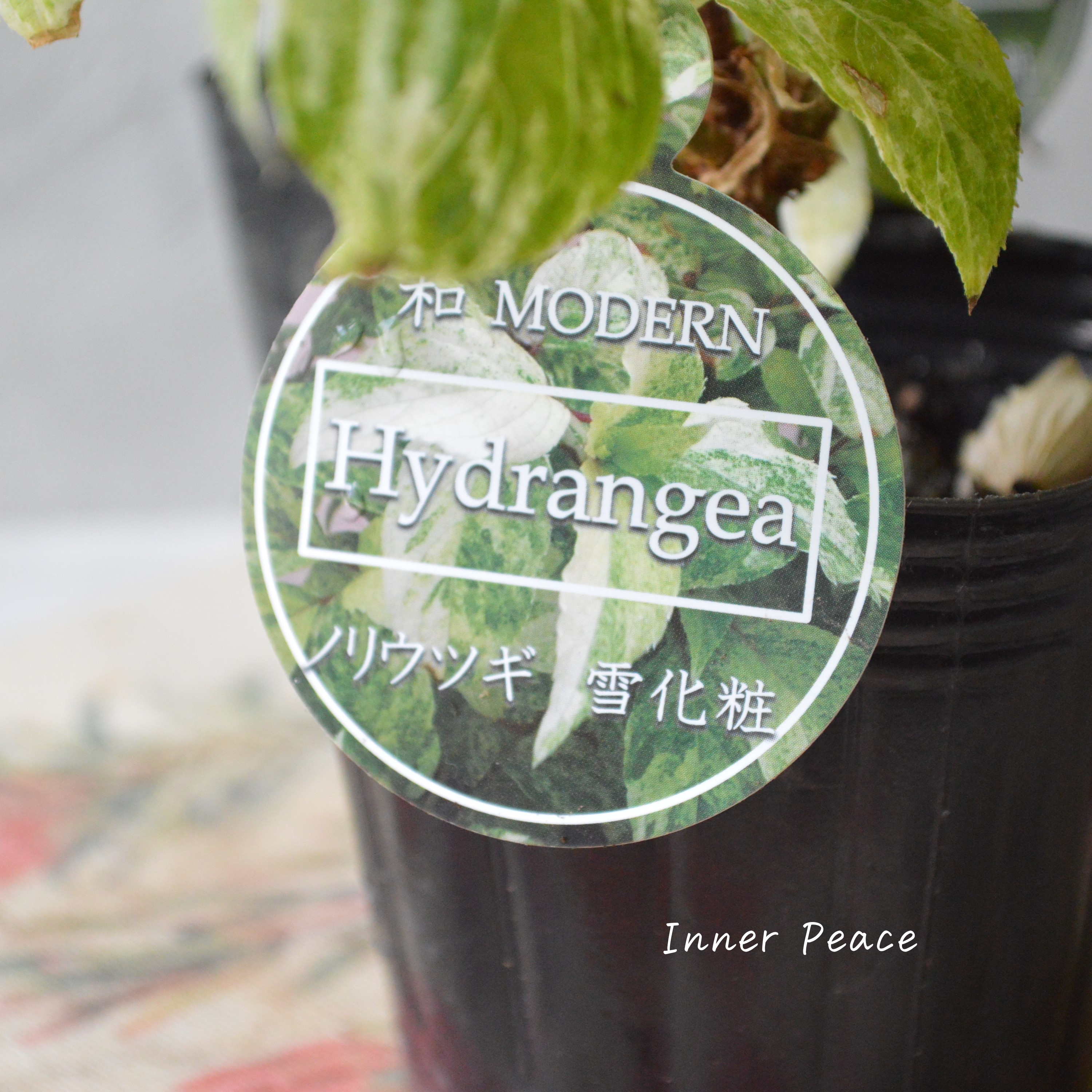 【斑入り】 ノリウツギ 『雪化粧』 3寸POT