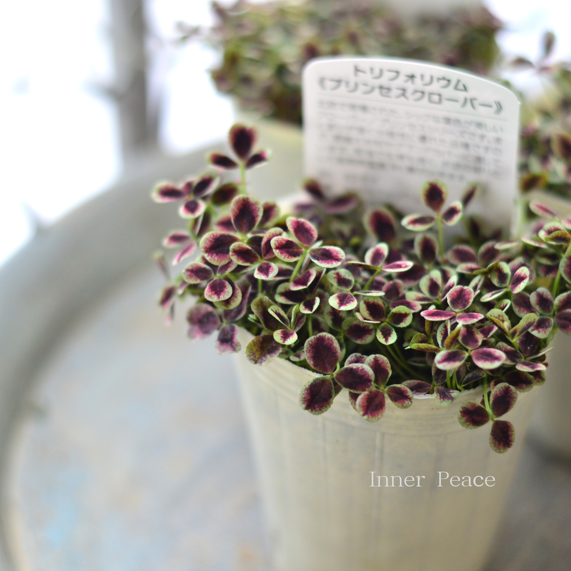 【寄せ植えに】 プリンセスクローバー 『エステル』 2.5寸ロングPOT