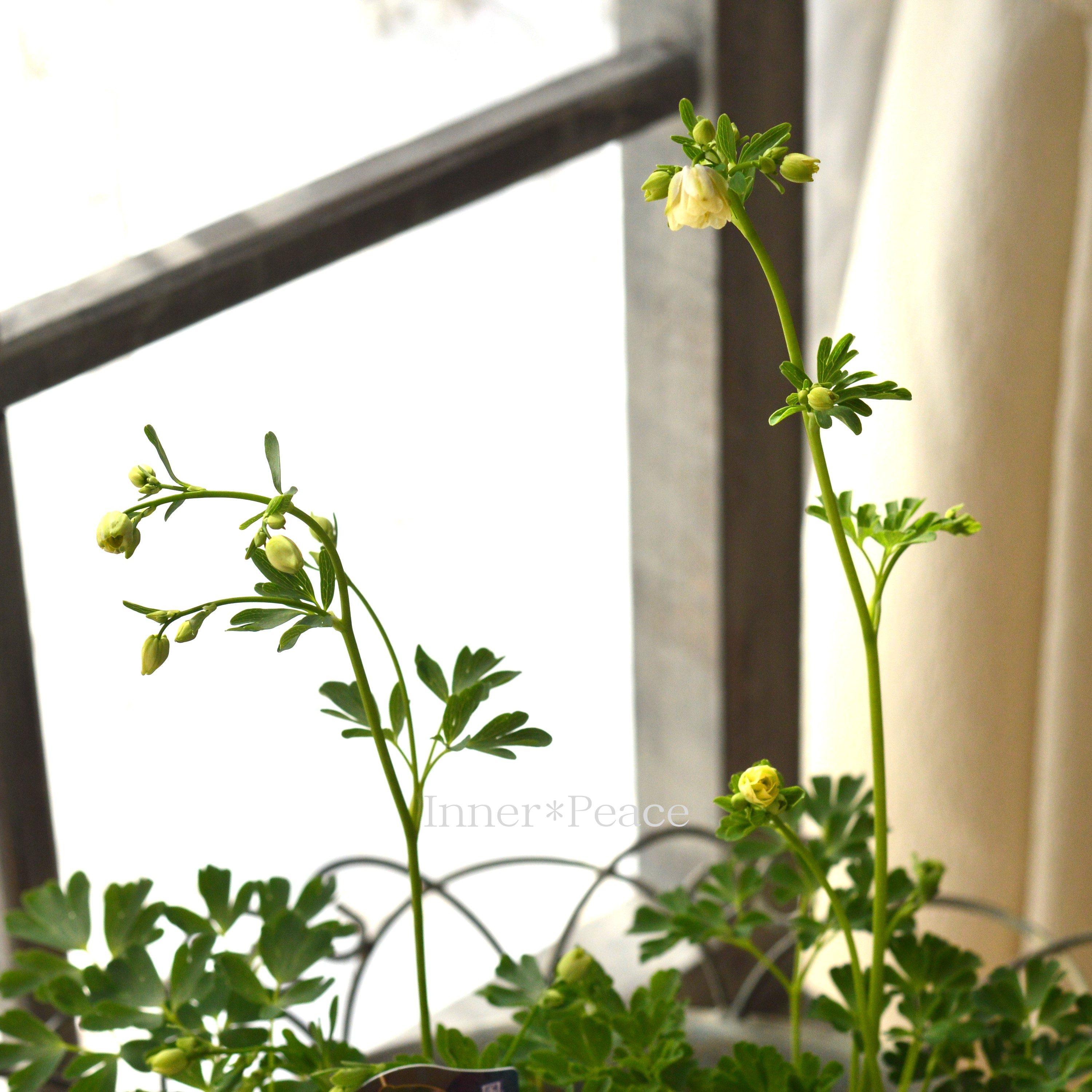 【八重咲き】 風鈴オダマキ 『ホワイト系』 3寸POT