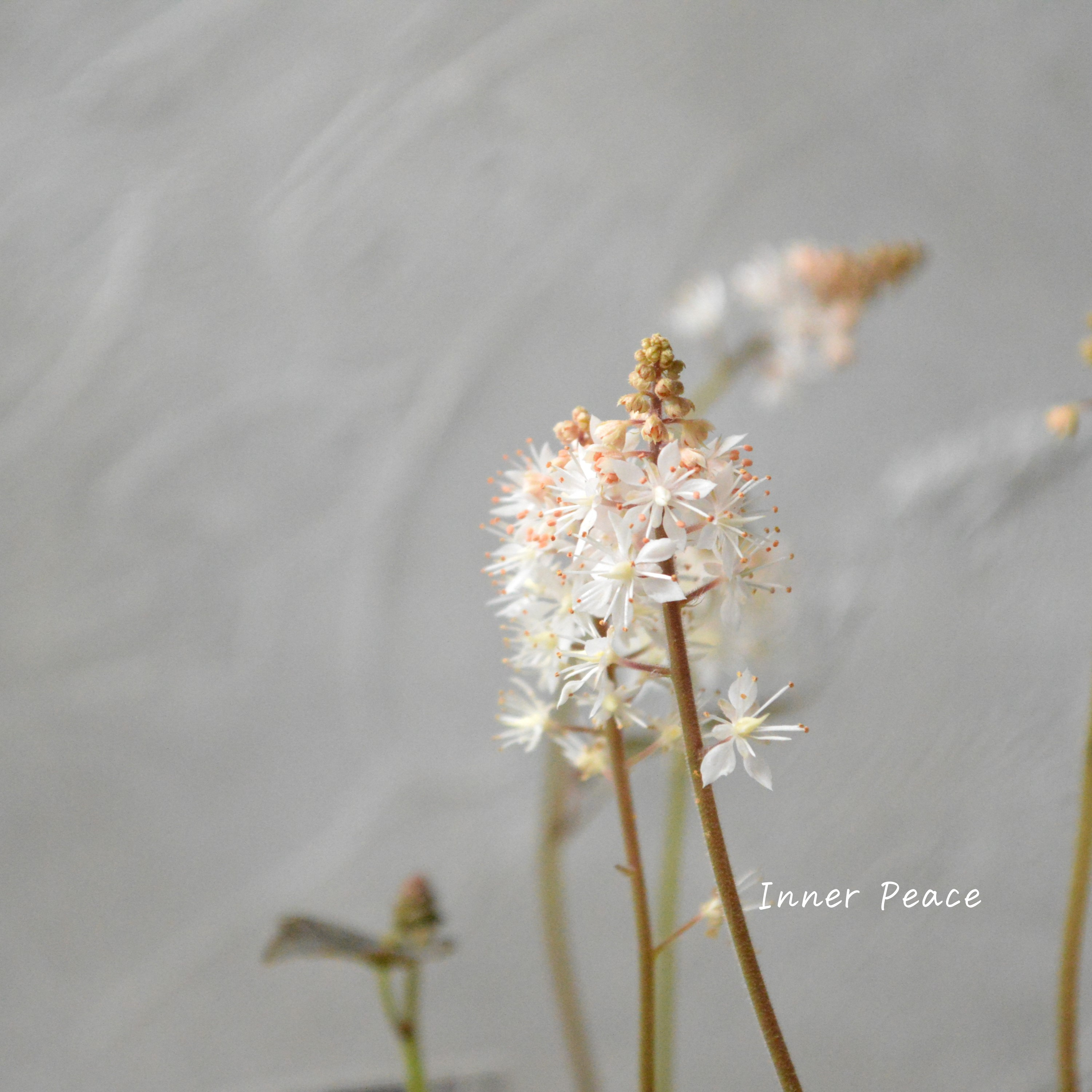 【宿根草】 ティアレラ 『ウィリー』 2.5寸ロングPOT