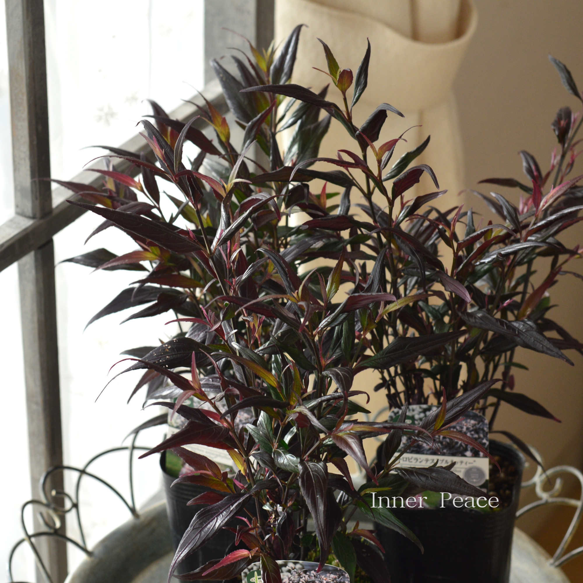 【オシャレ】 ストロビランテス 『ブルネッティー』 3寸POT