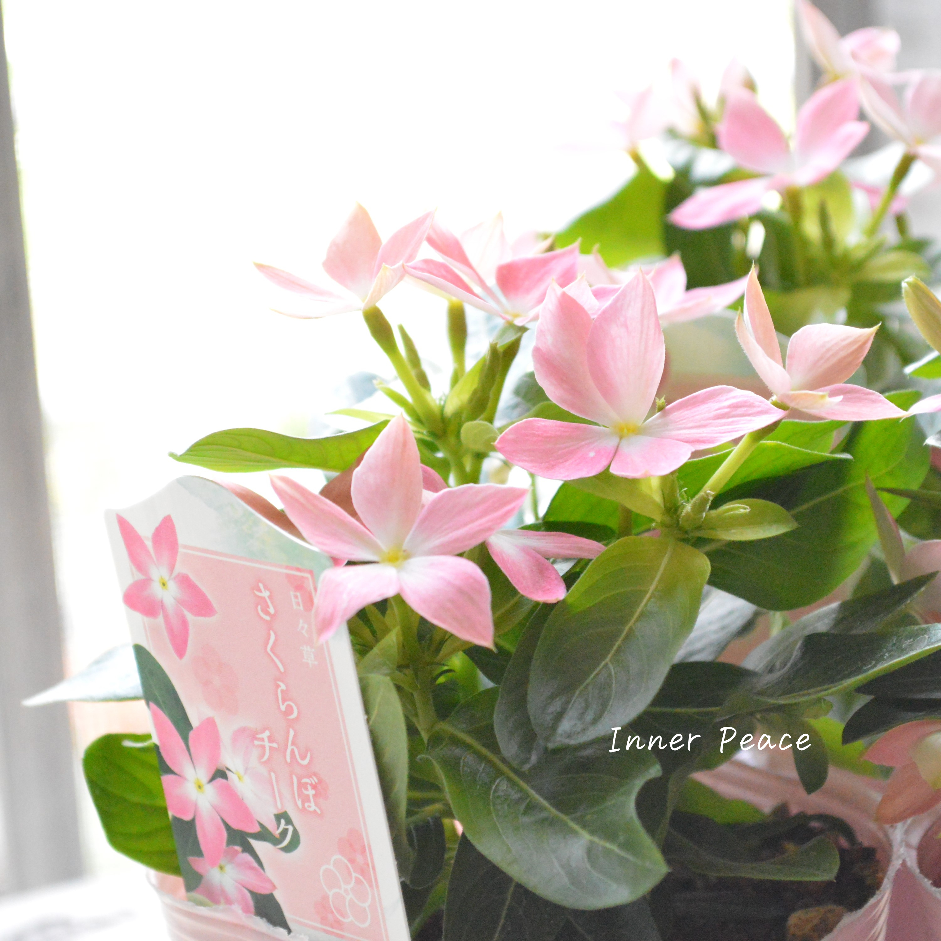 【サトウ園芸さん】 ニチニチソウ 『さくらんぼチーク』 3.5寸POT