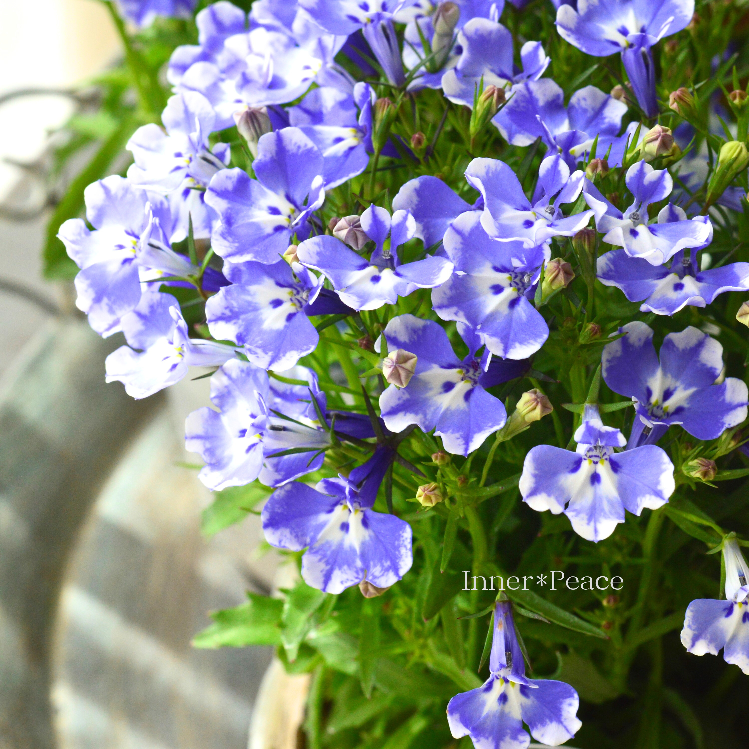 【栄養系】 ロベリア 『レオン・ブルースプラッシュ』 3寸~3.5寸POT