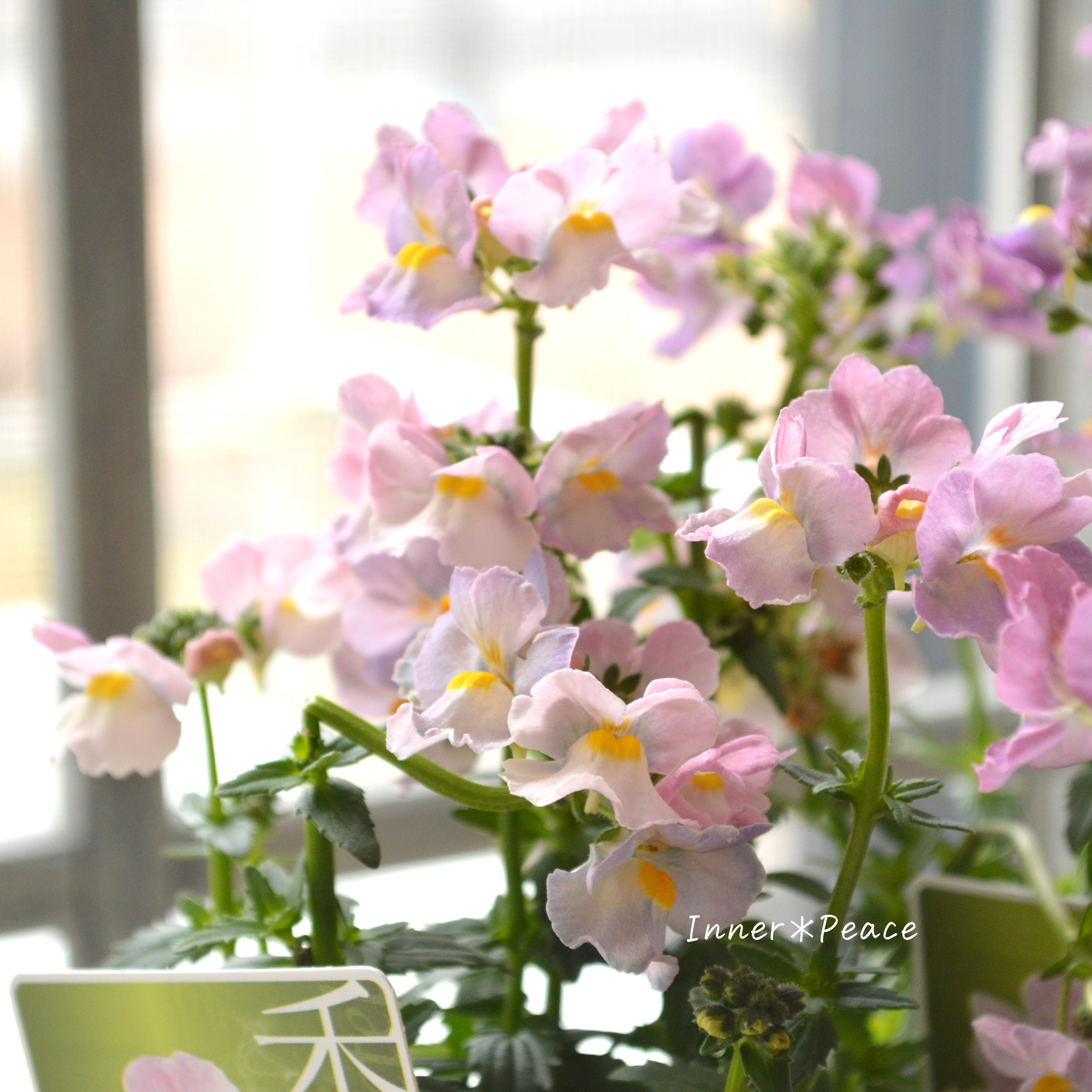 【ゲブラさん】Sale! ネメシア・メーテル 小春 3.5寸POT