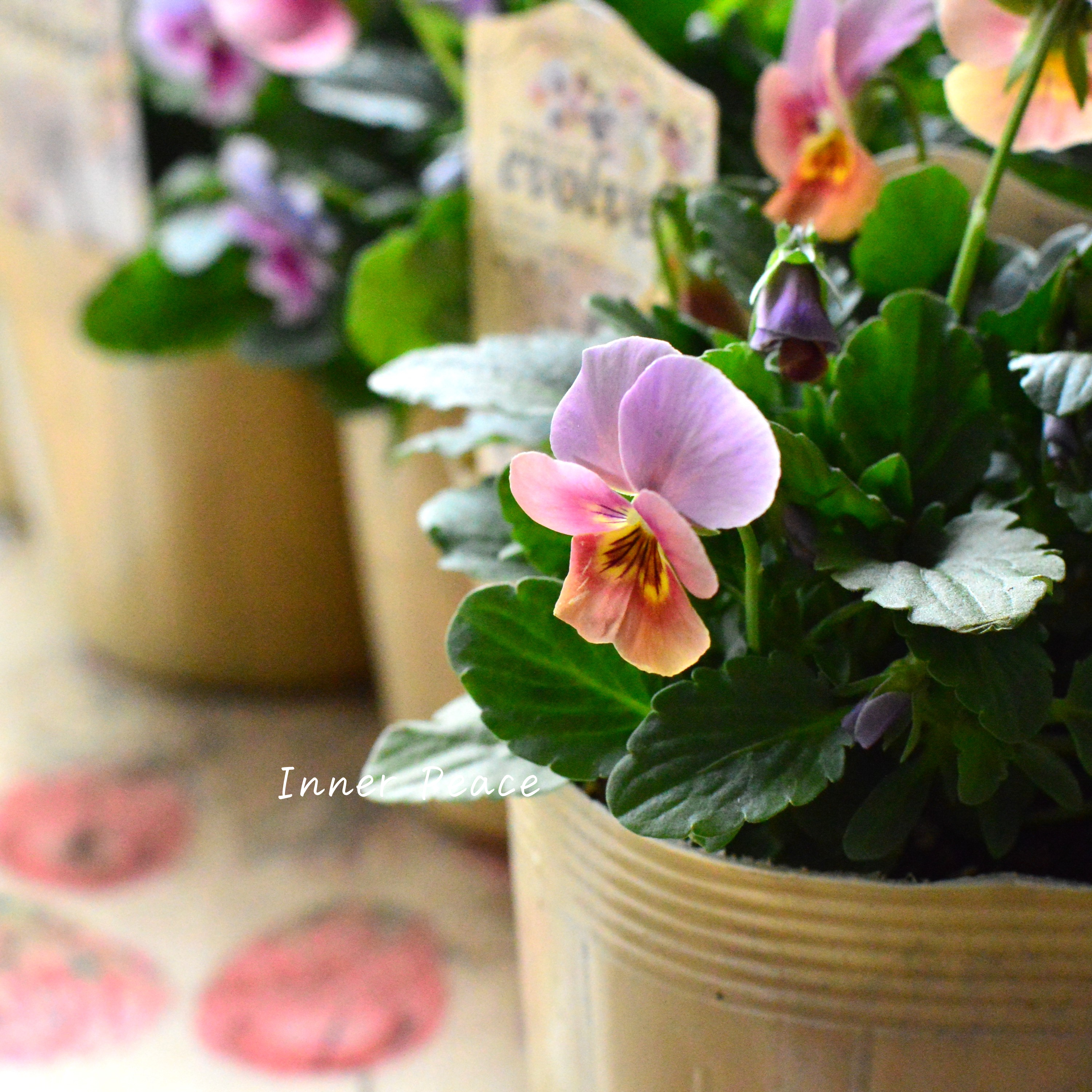 【美しい】 ビオラ 『evolve ~エボルベ~』 3.5寸POT