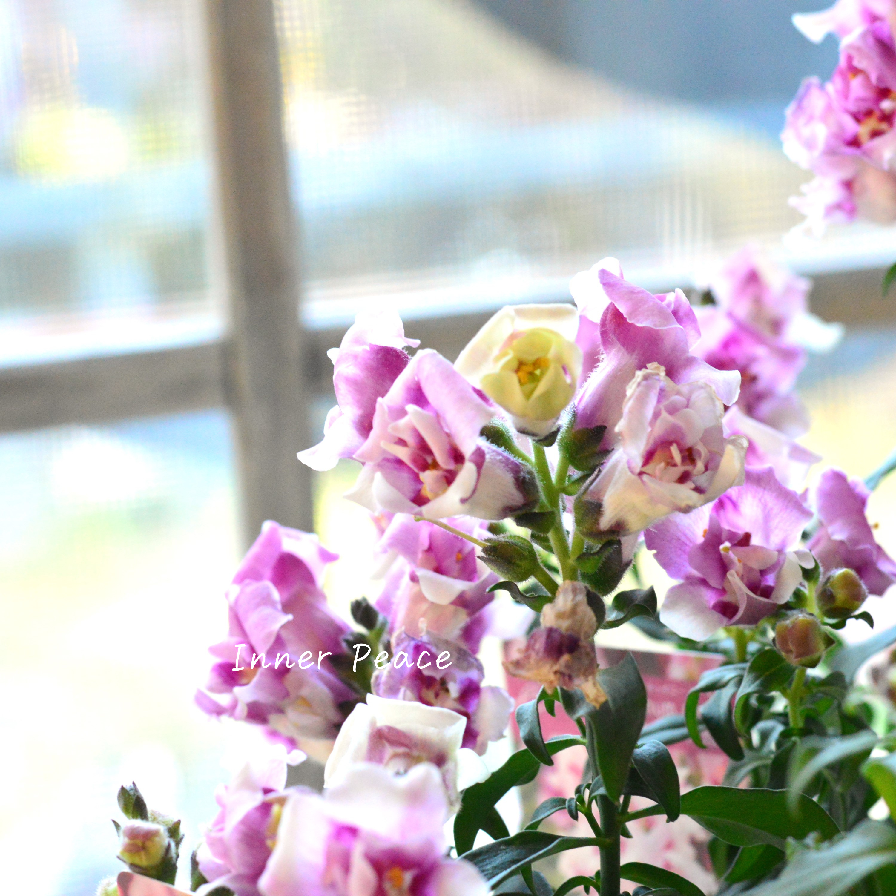 【かわいい】奥田さん生産の キンギョソウ・トゥイニー 『オーキッド』 3寸ロングPOT