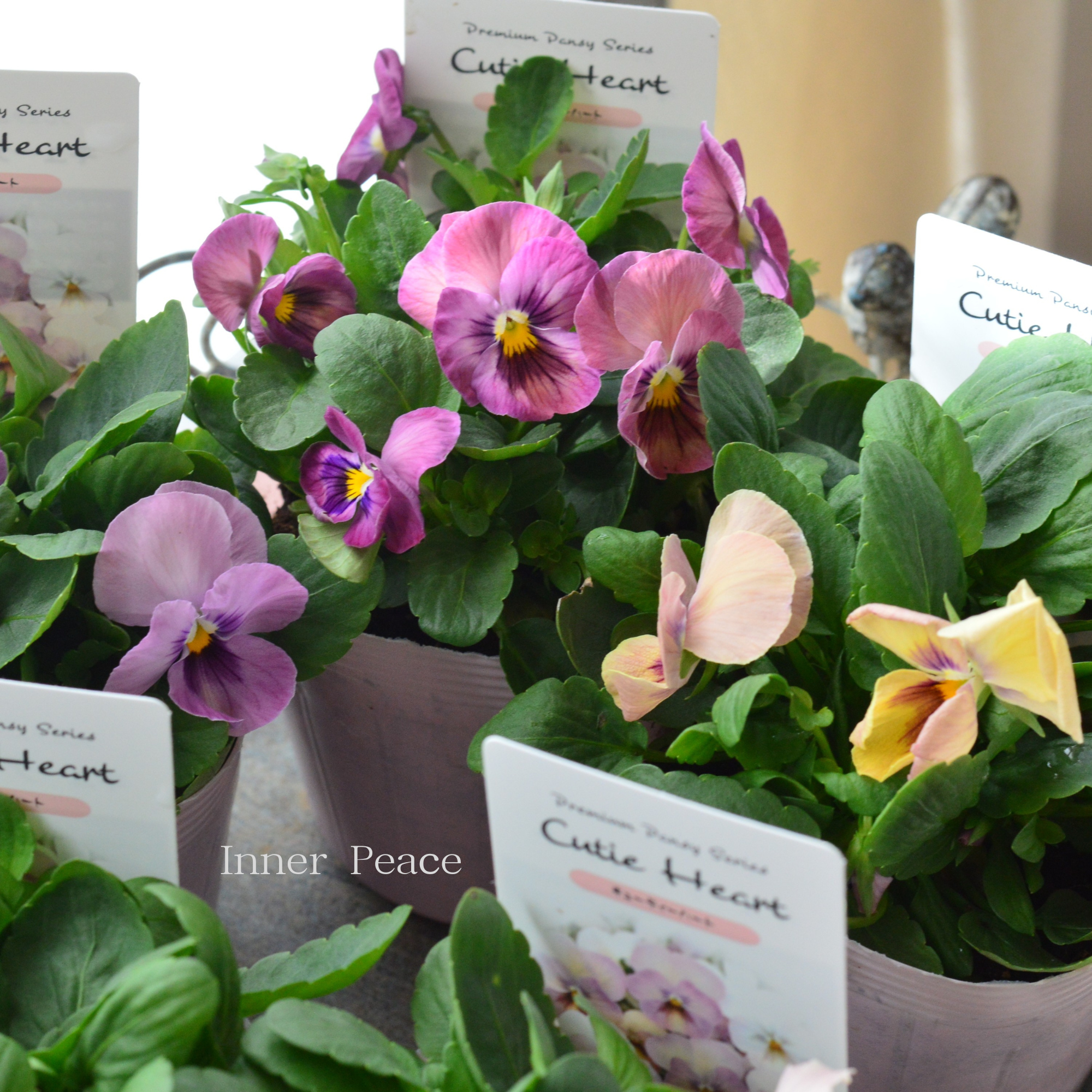 【かわいい】 パンジー 『キューティーハート』 3.5寸POT