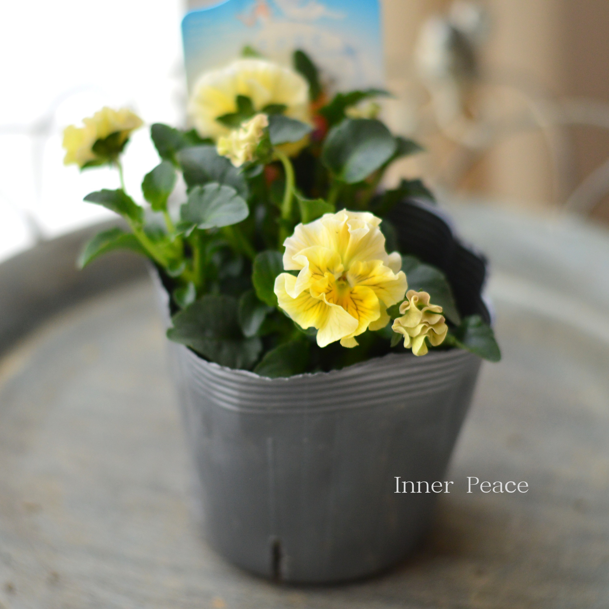 【うえたさん育種】 ミニパンジー 『天の羽衣・イエロー』 3.5寸POT