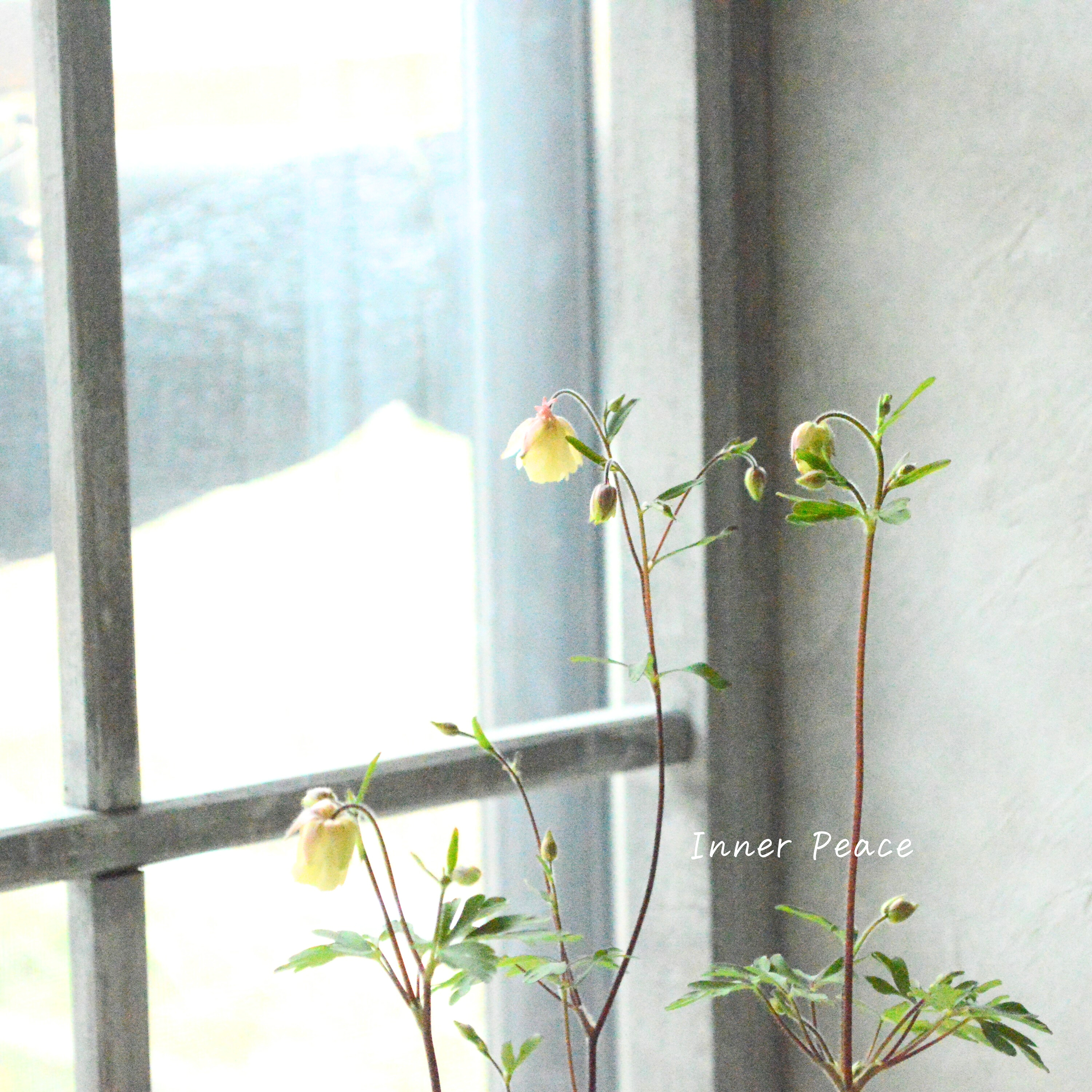 【八重咲き】 風鈴オダマキ 『桃かさね』 3寸POT