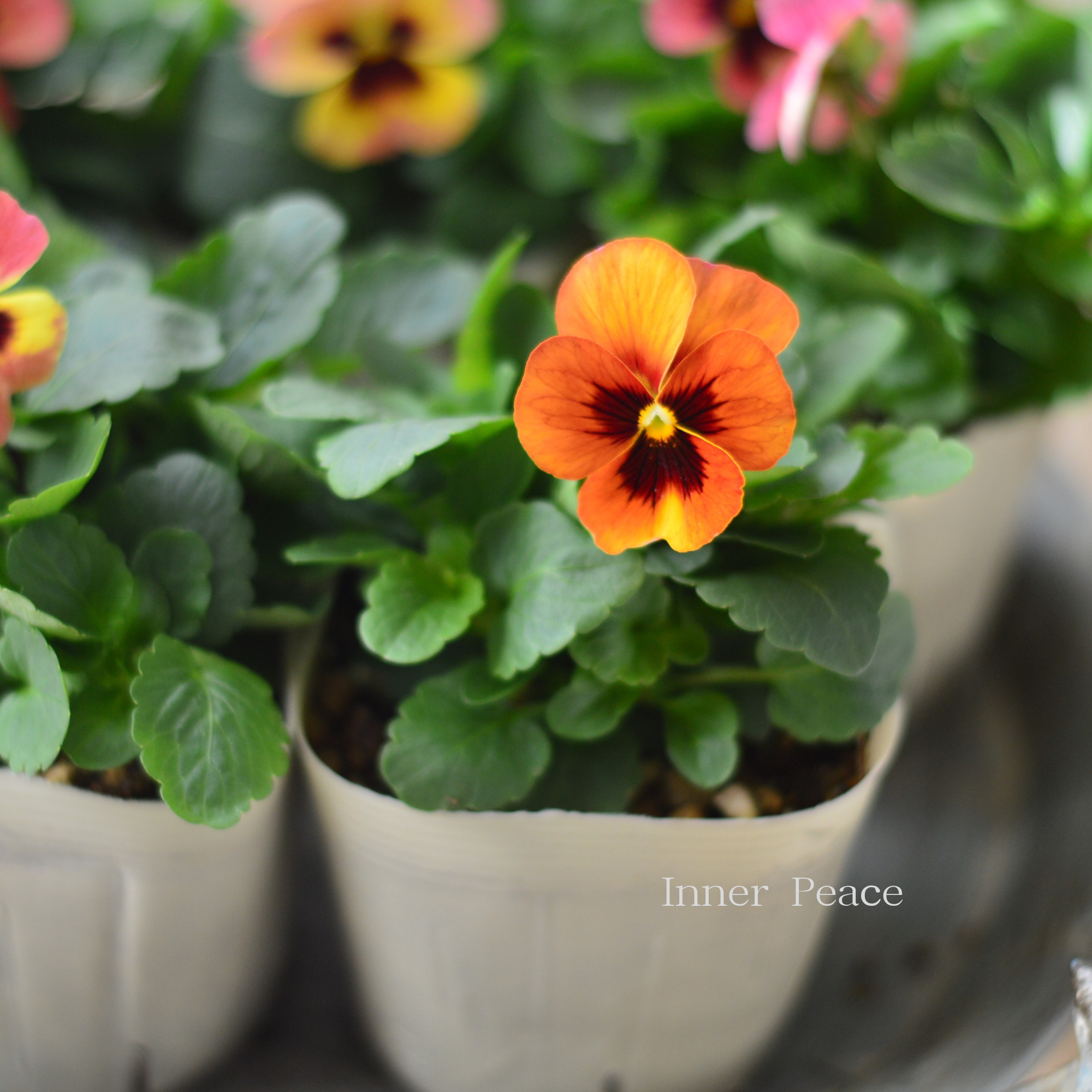 【かわいい】 パンジー 『イエローローズブロッチ』 3.5寸POT