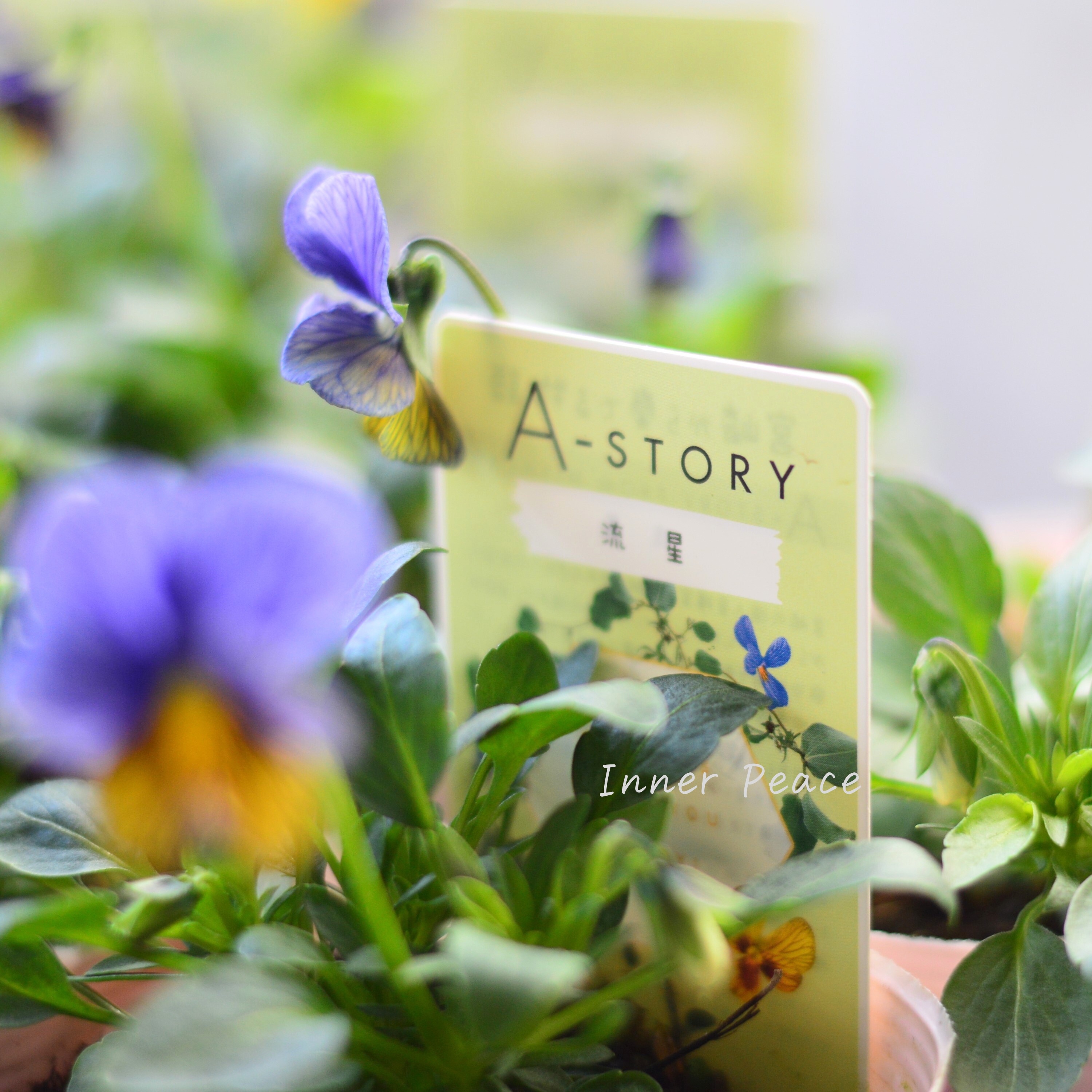 【石村あさみさん育種】 ビオラ 『A-STORY・流星』 3.5寸POT