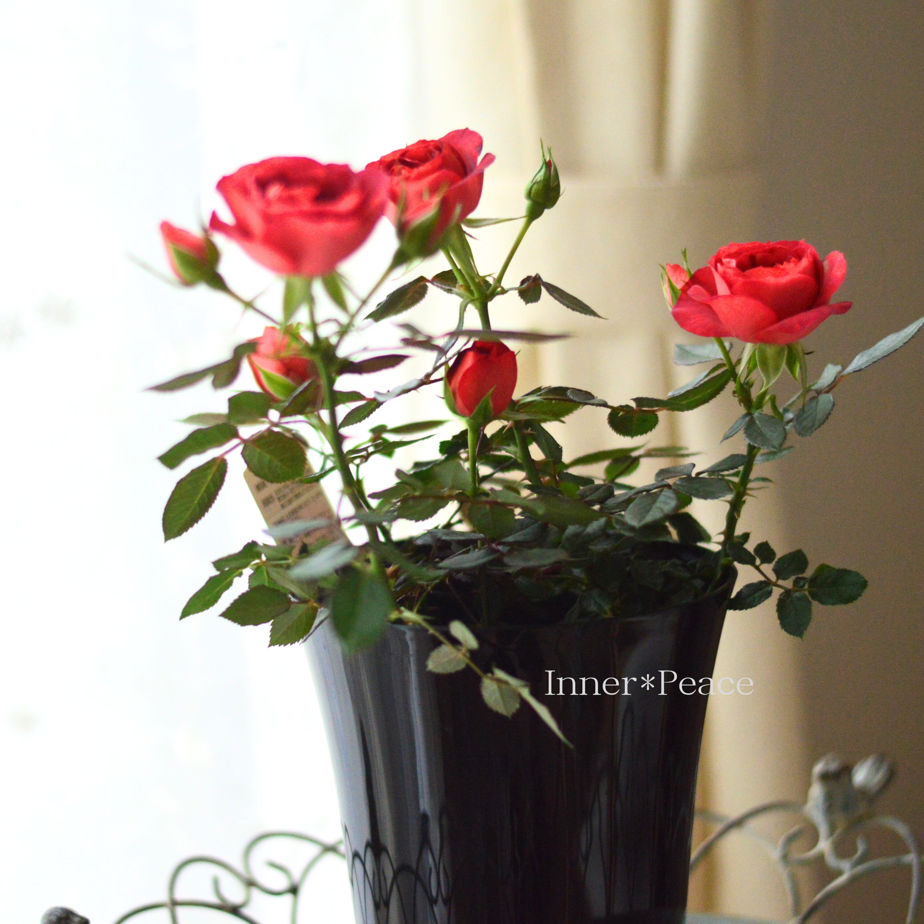 【美しい】ミニ薔薇 『コーヒーオベーション』 5寸鉢