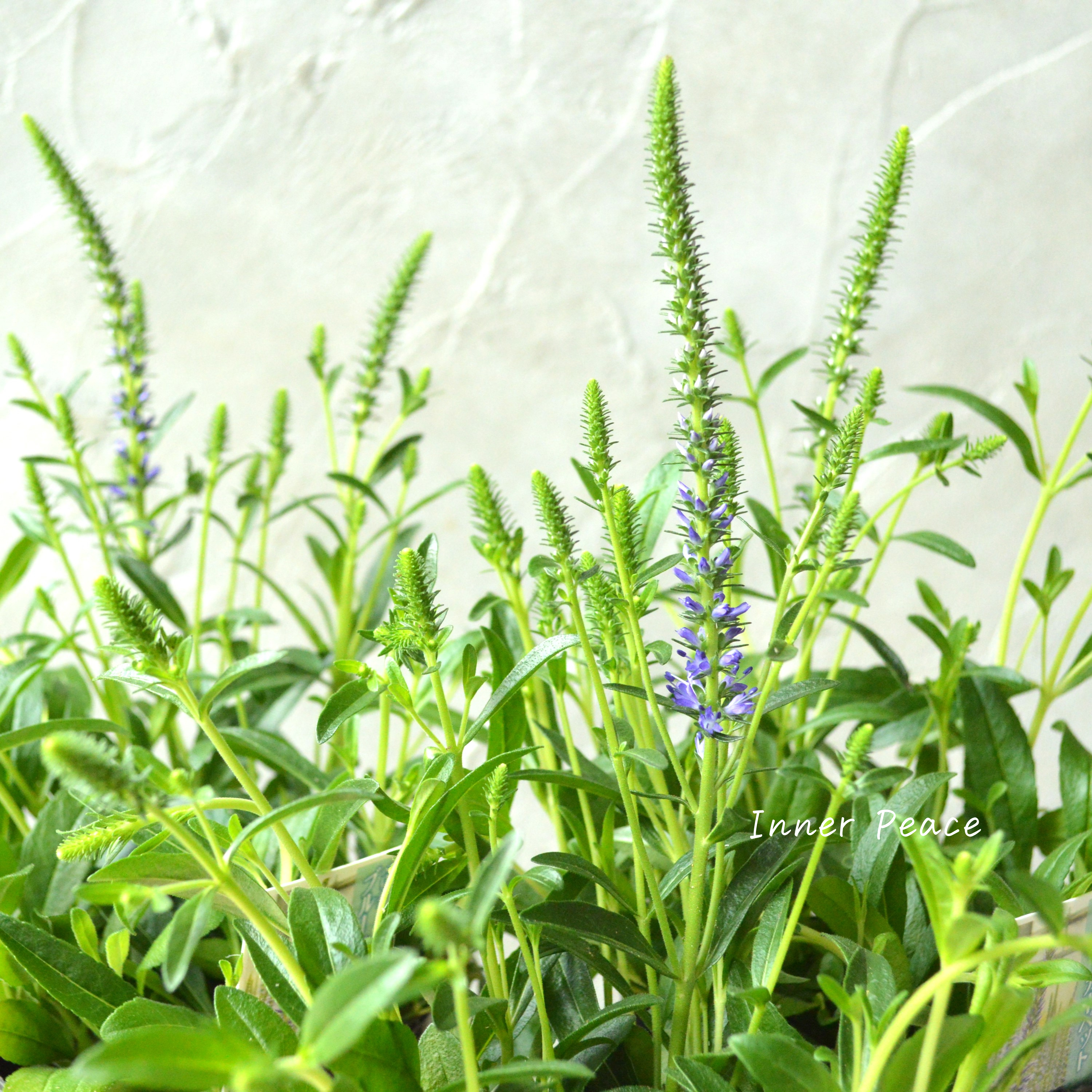 【宿根】 ベロニカ 『スピカタ・ブルーカーペット』 3.5寸POT