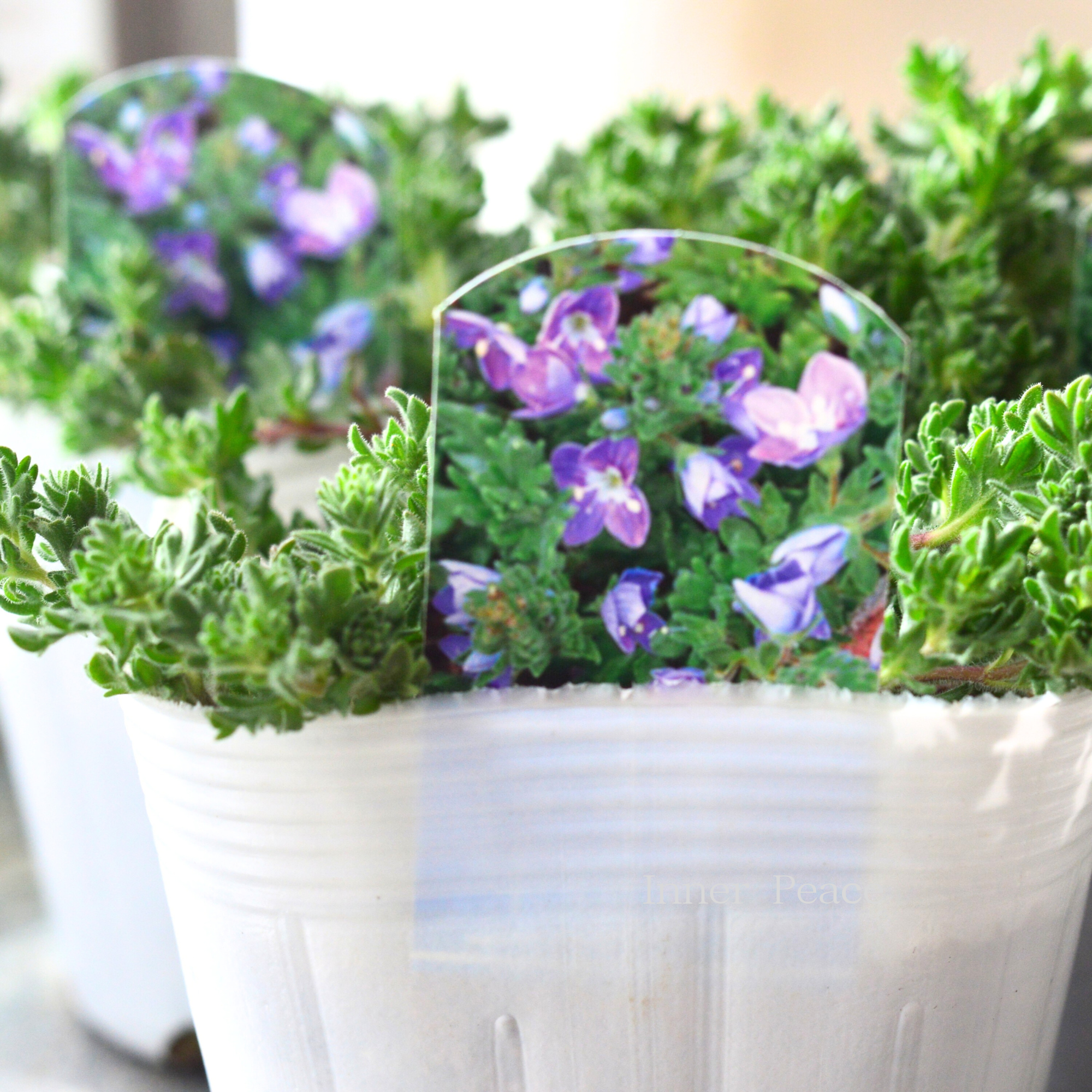 【宿根】 ベロニカ 『ティダルプール』 3.5寸POT