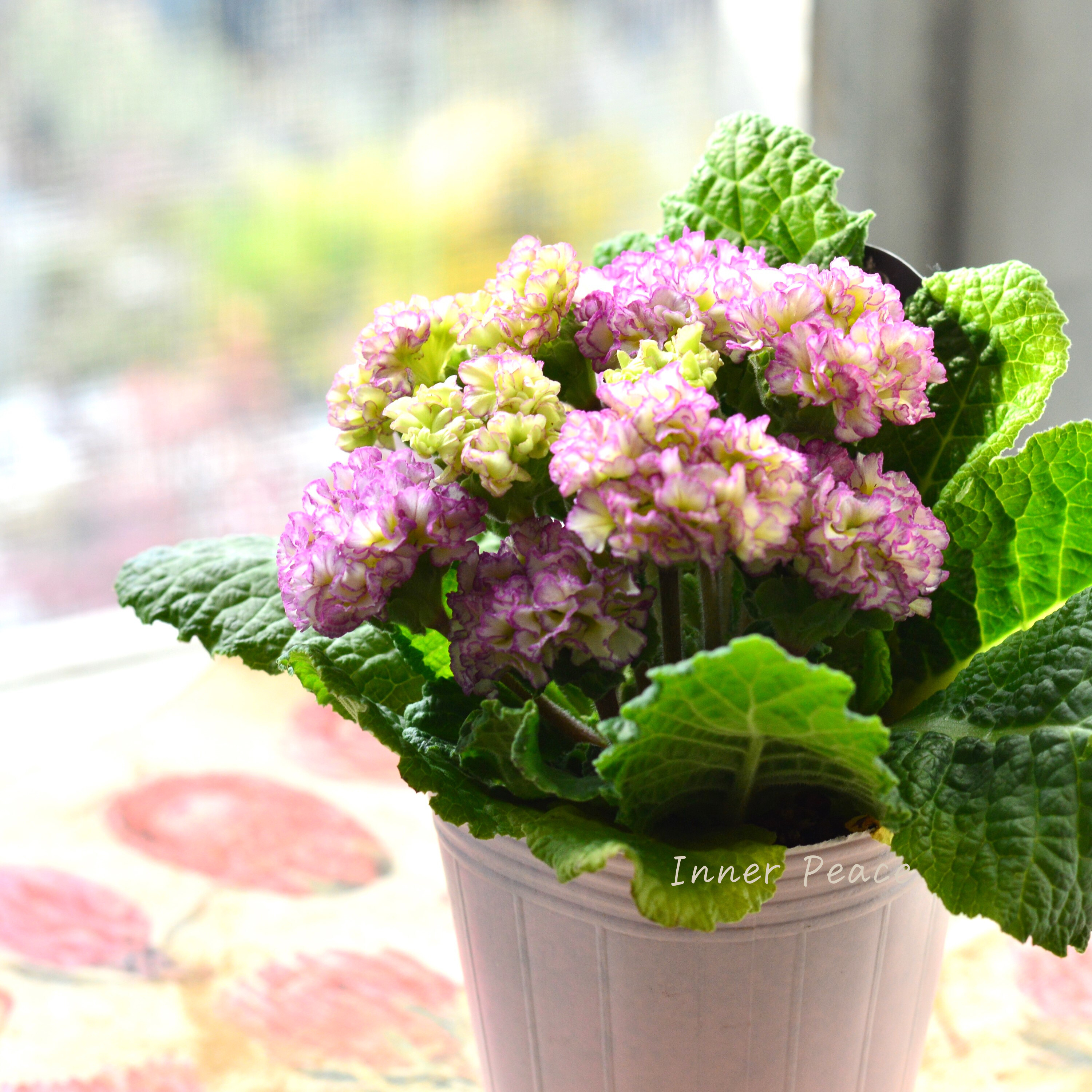 【k-plantsさん】 フリンジ咲き プリムラ 『ポンポンラパン・薄パープルミックス系』 2.5寸ロングPOT