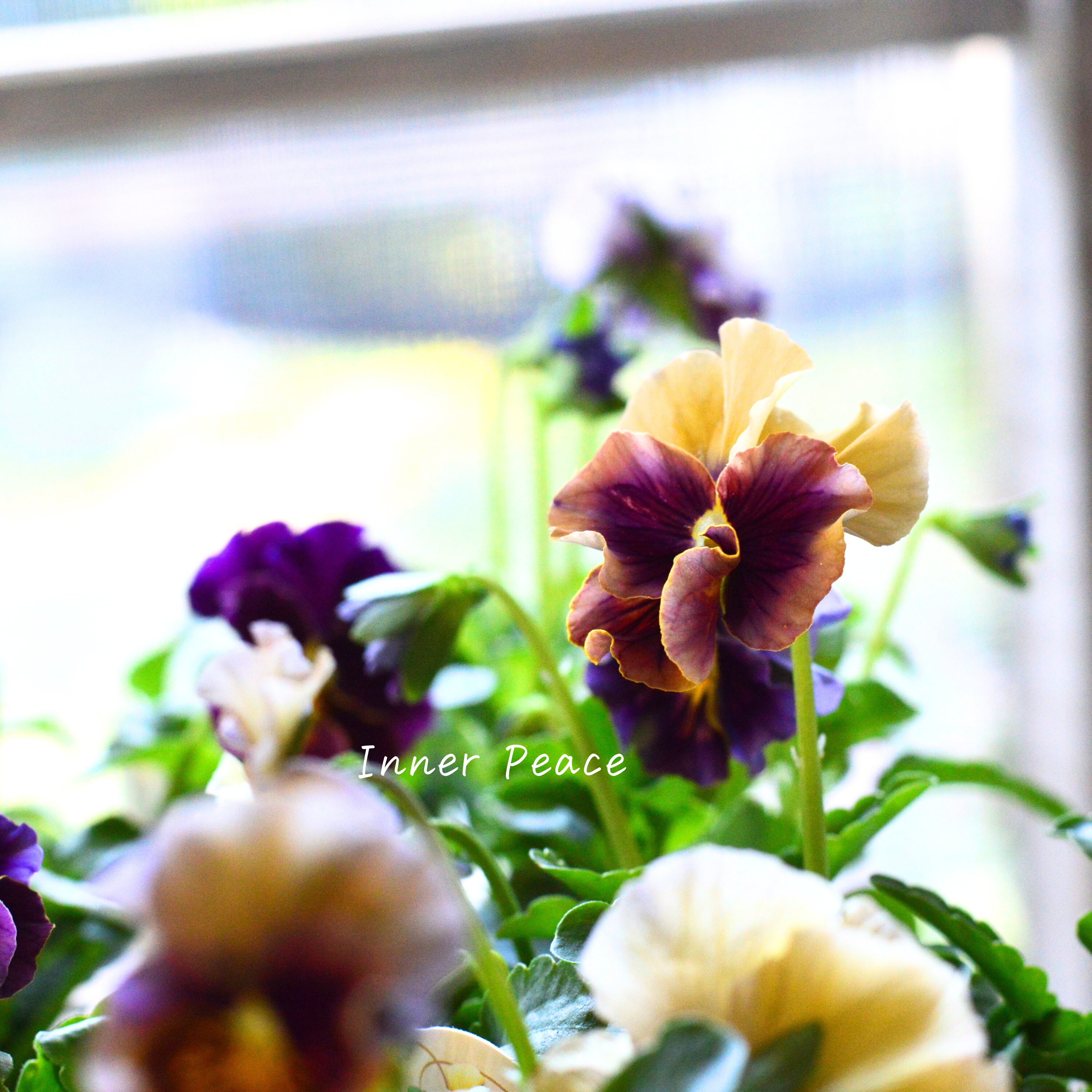 【うえたさん育種】 パンジー 『マシェリマダム』 3.5寸POT