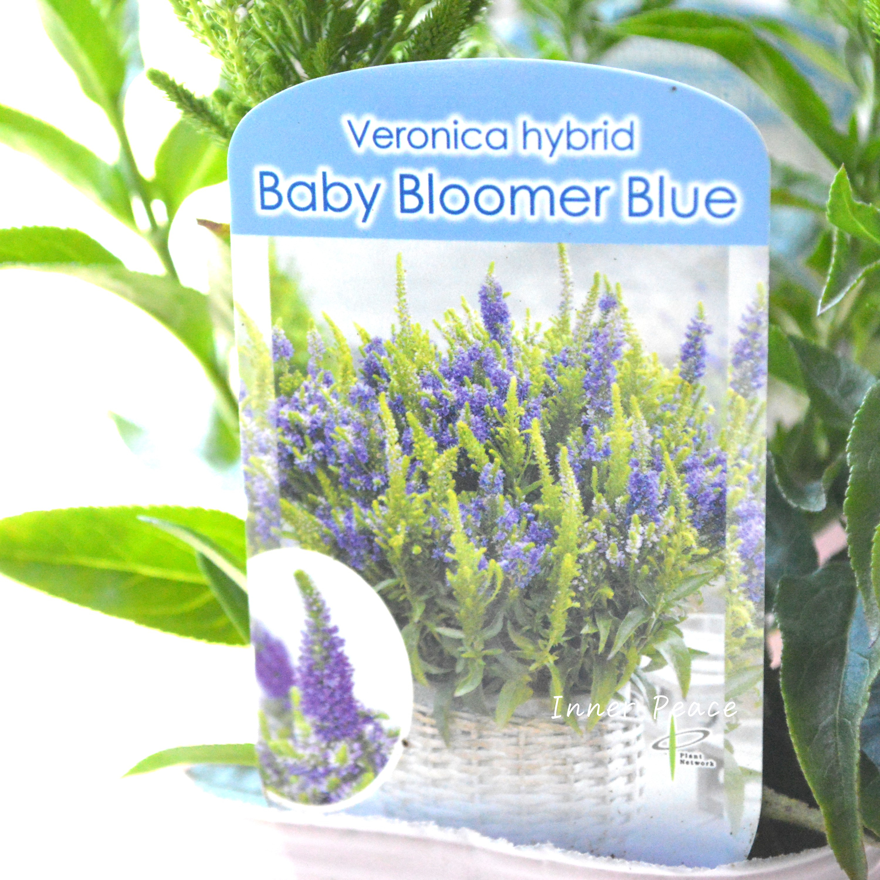 Sale! 【宿根】 ベロニカ 『ベビー ブルーマー ブルー』 3寸POT