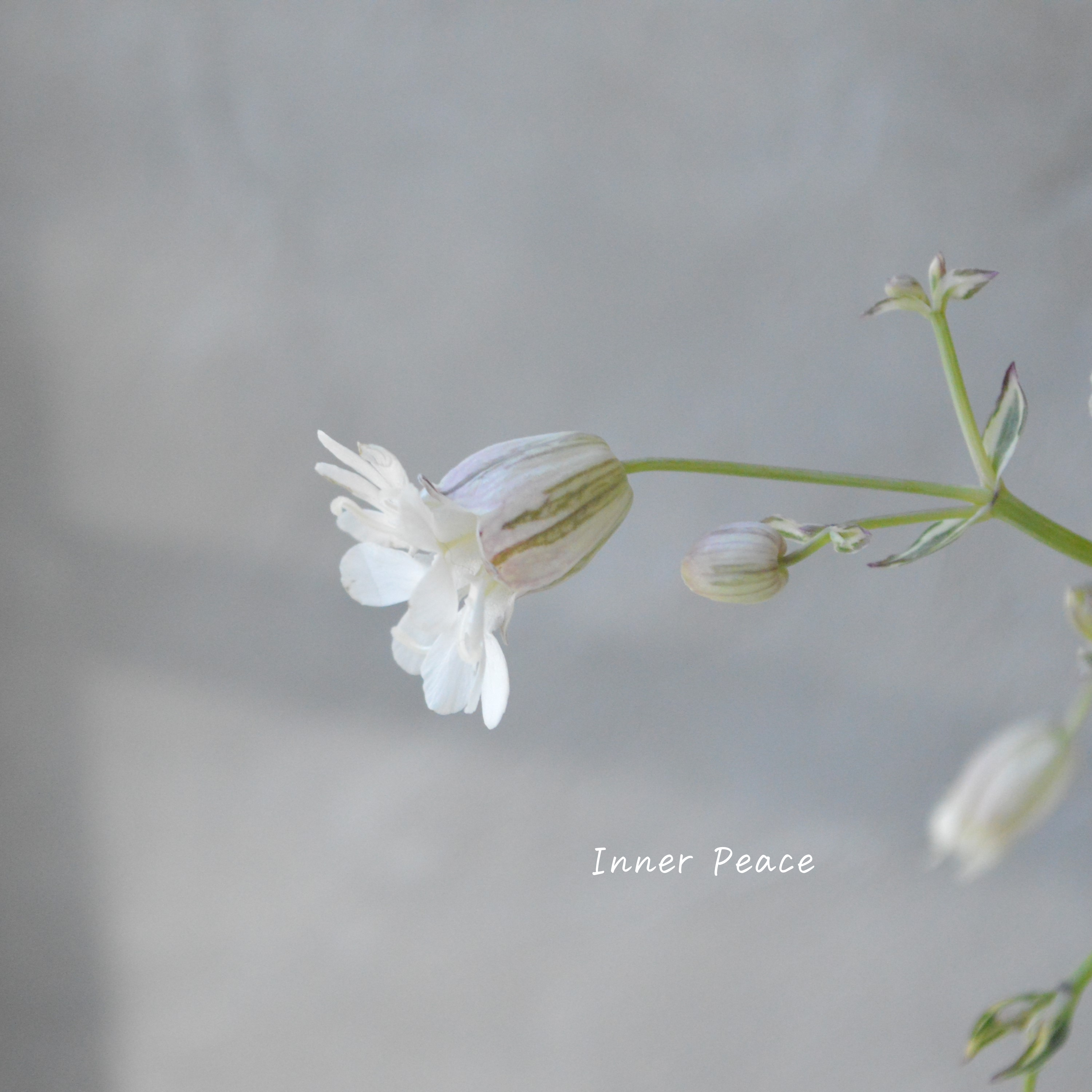 【新品種】 シレネ ドルチェ 3寸ロングPOT