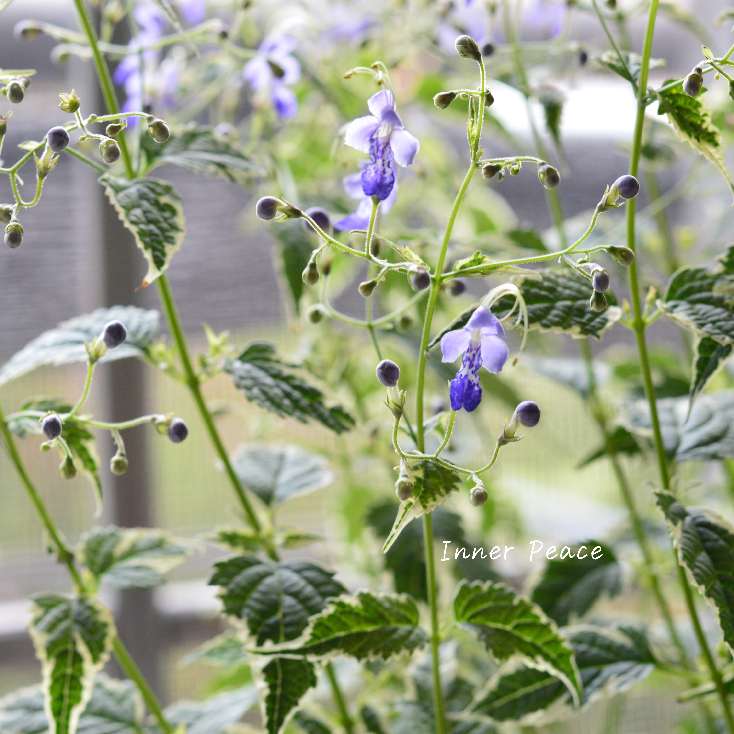 【斑入り】 カリオプテリス 『スノーフェアリー』(カリガネソウ) 3.5寸POT