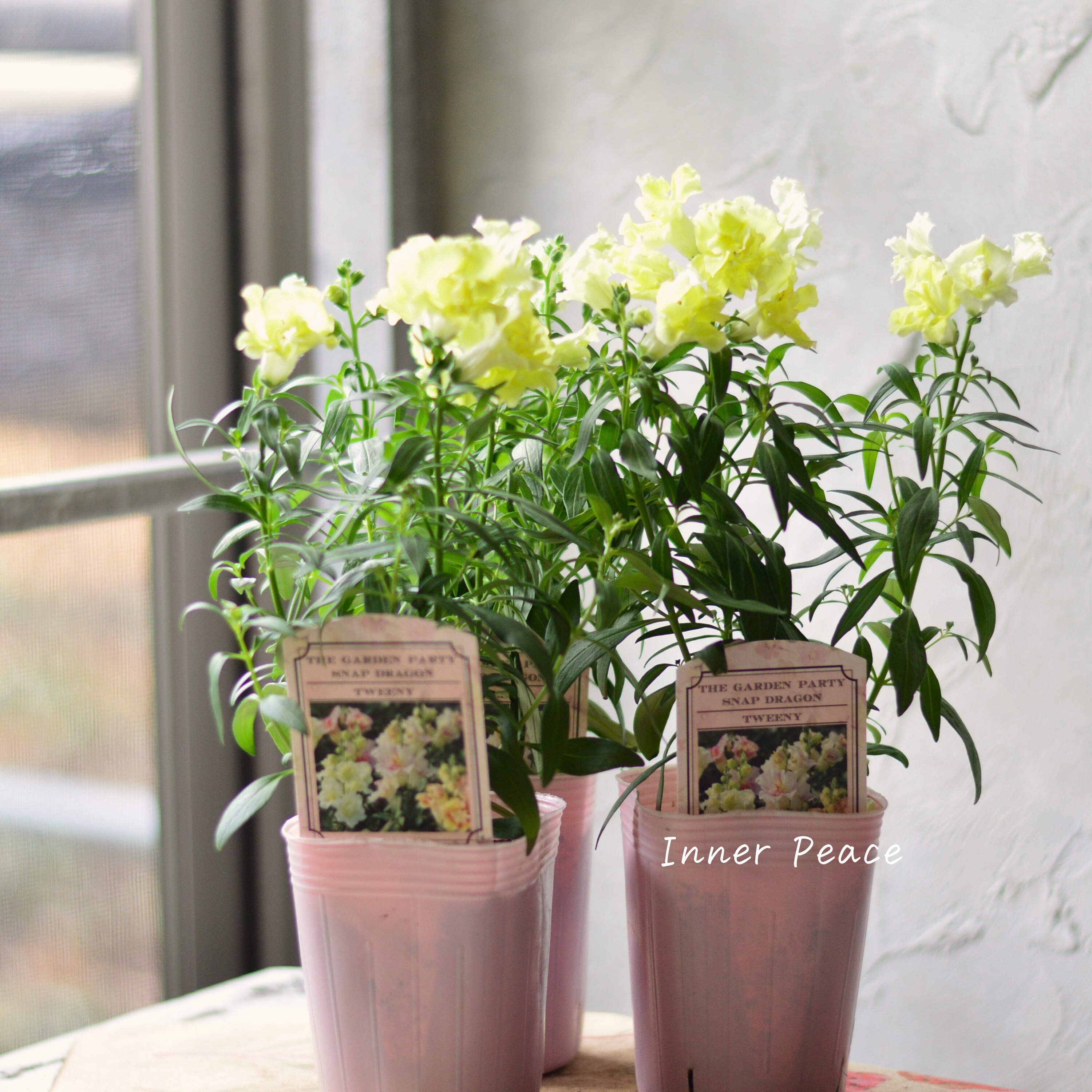 【かわいい】 キンギョソウ・トゥイニー 『イエロー』 3寸ロングPOT