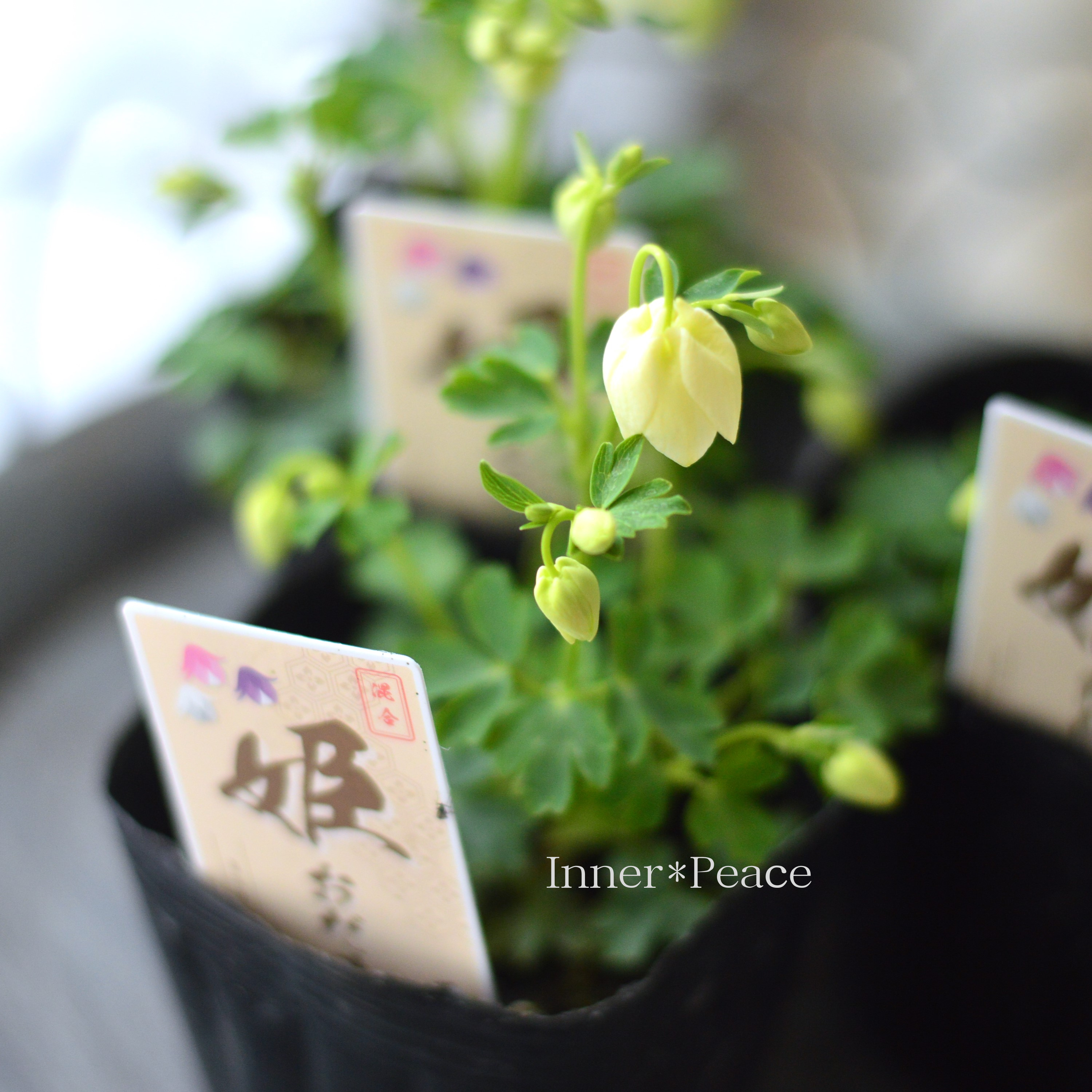 【かわいい】 姫オダマキ 『ホワイト系』 3寸POT