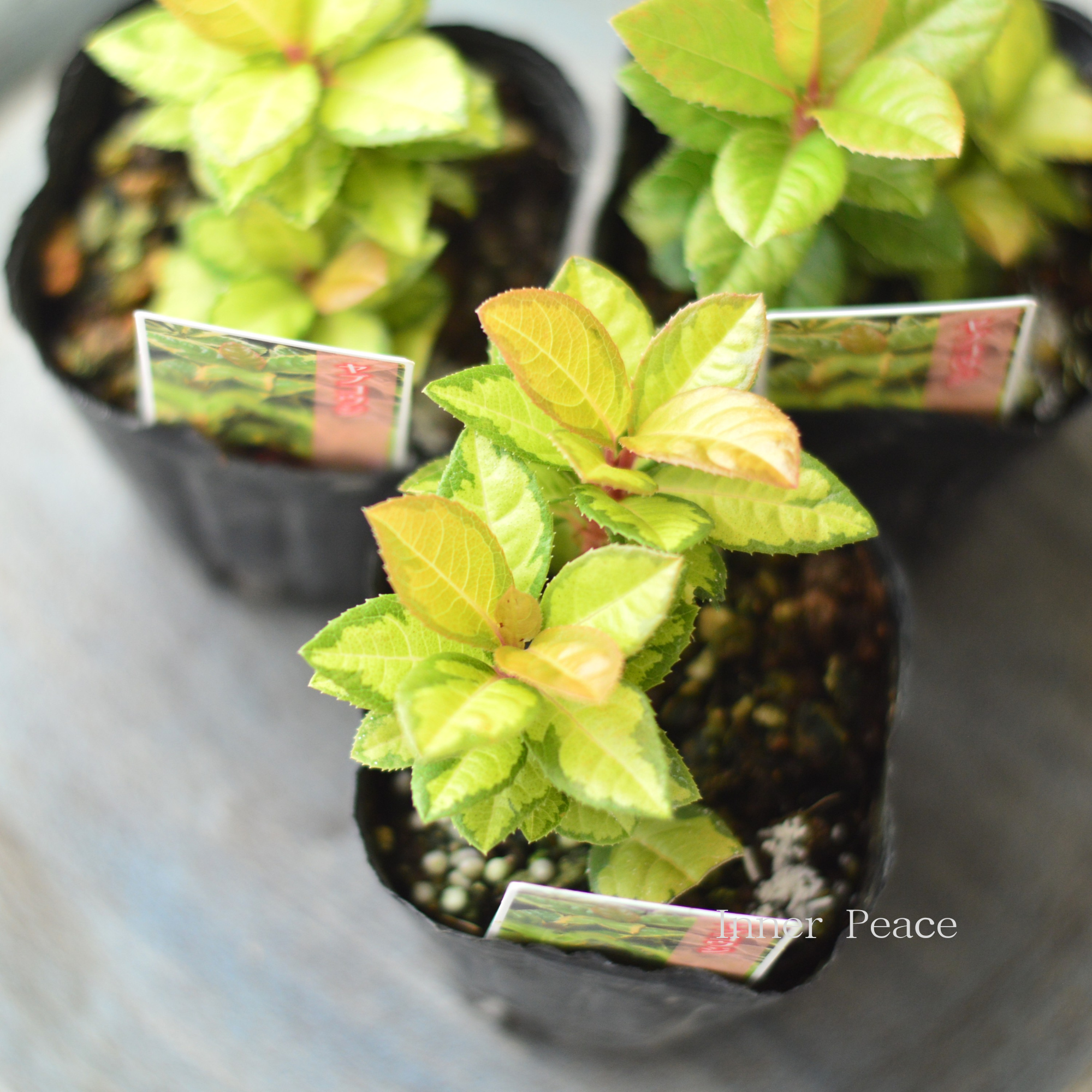 【斑入り】 ヤブコウジ(黄緑葉) 3寸POT