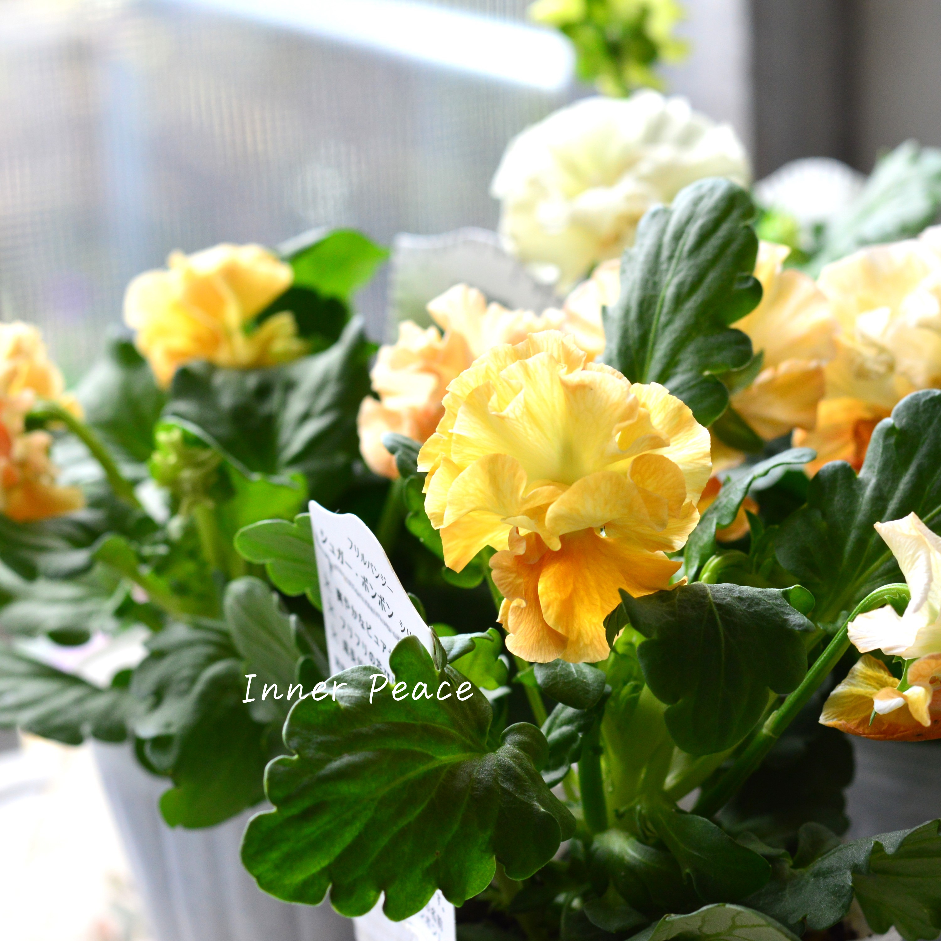 【湘南Berryさん】 フリルパンジー 『シュガーボンボン・オレンジ系』 3寸POT