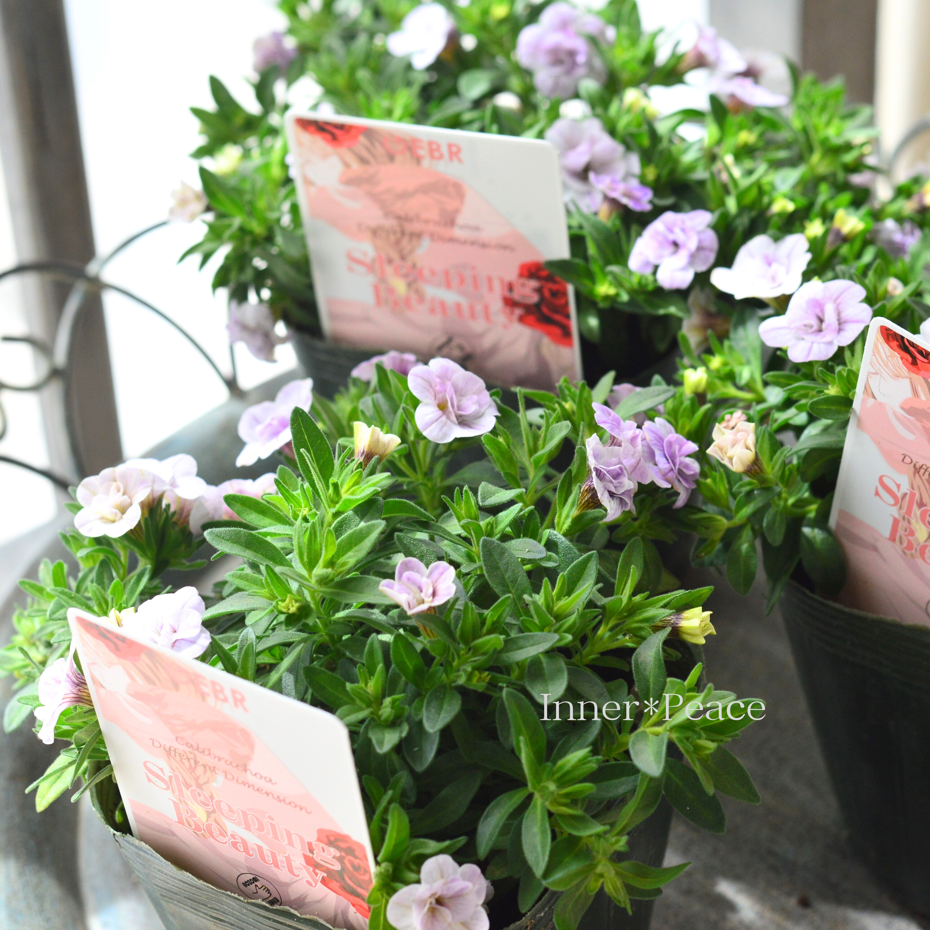 【ゲブラさん】 カリブラコア 『スリーピングビューティー』 3.5寸POT