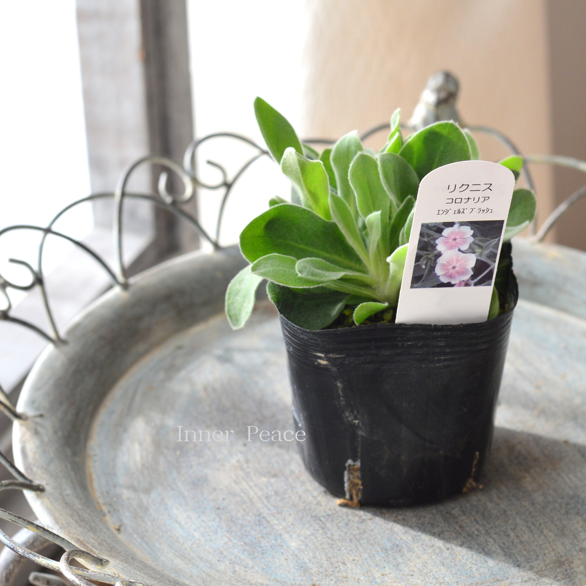 【かわいい】 リクニス・コロナリア 『エンジェルスブラッシュ』 3寸POT