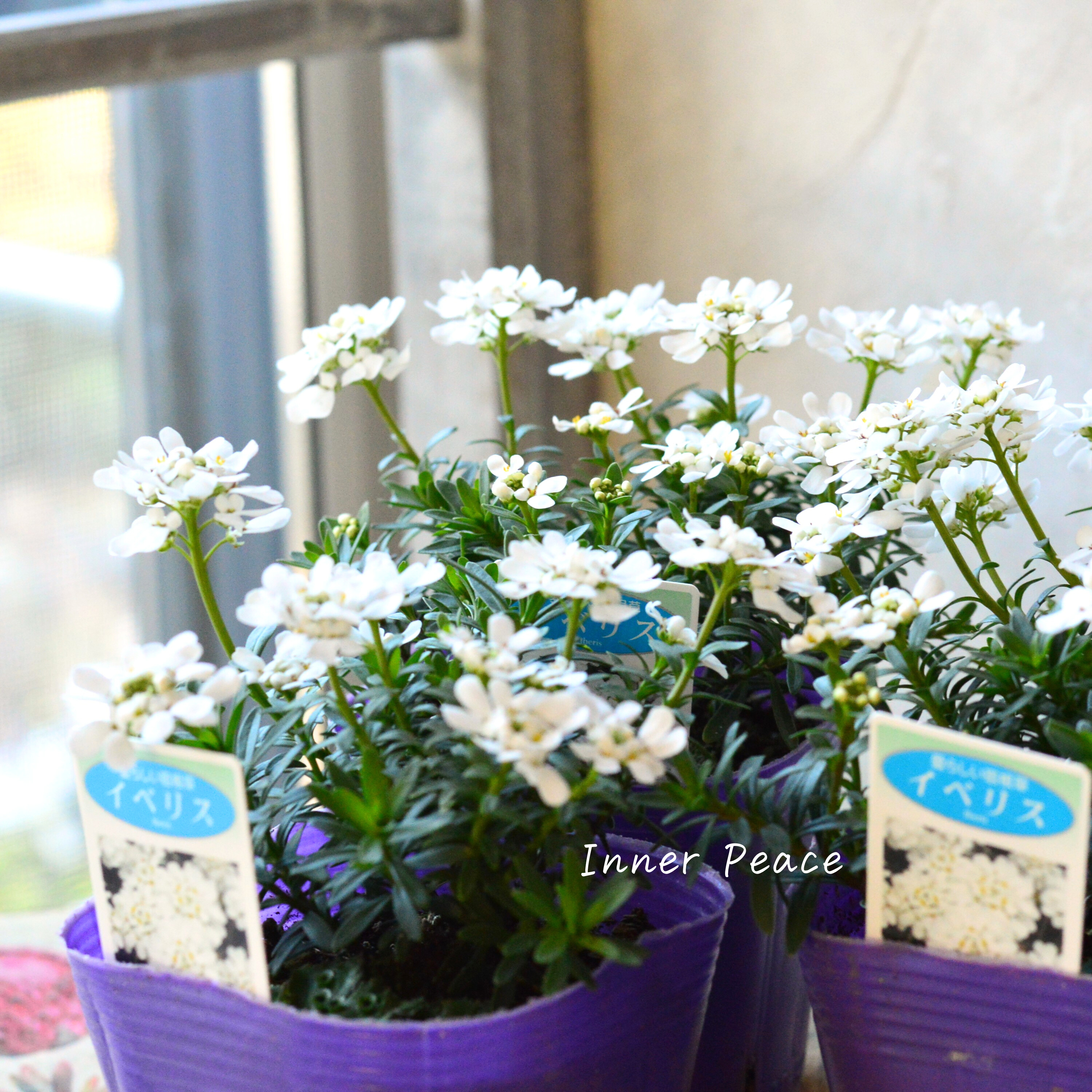 【寒さに強い】 宿根イベリス 3.5寸POT