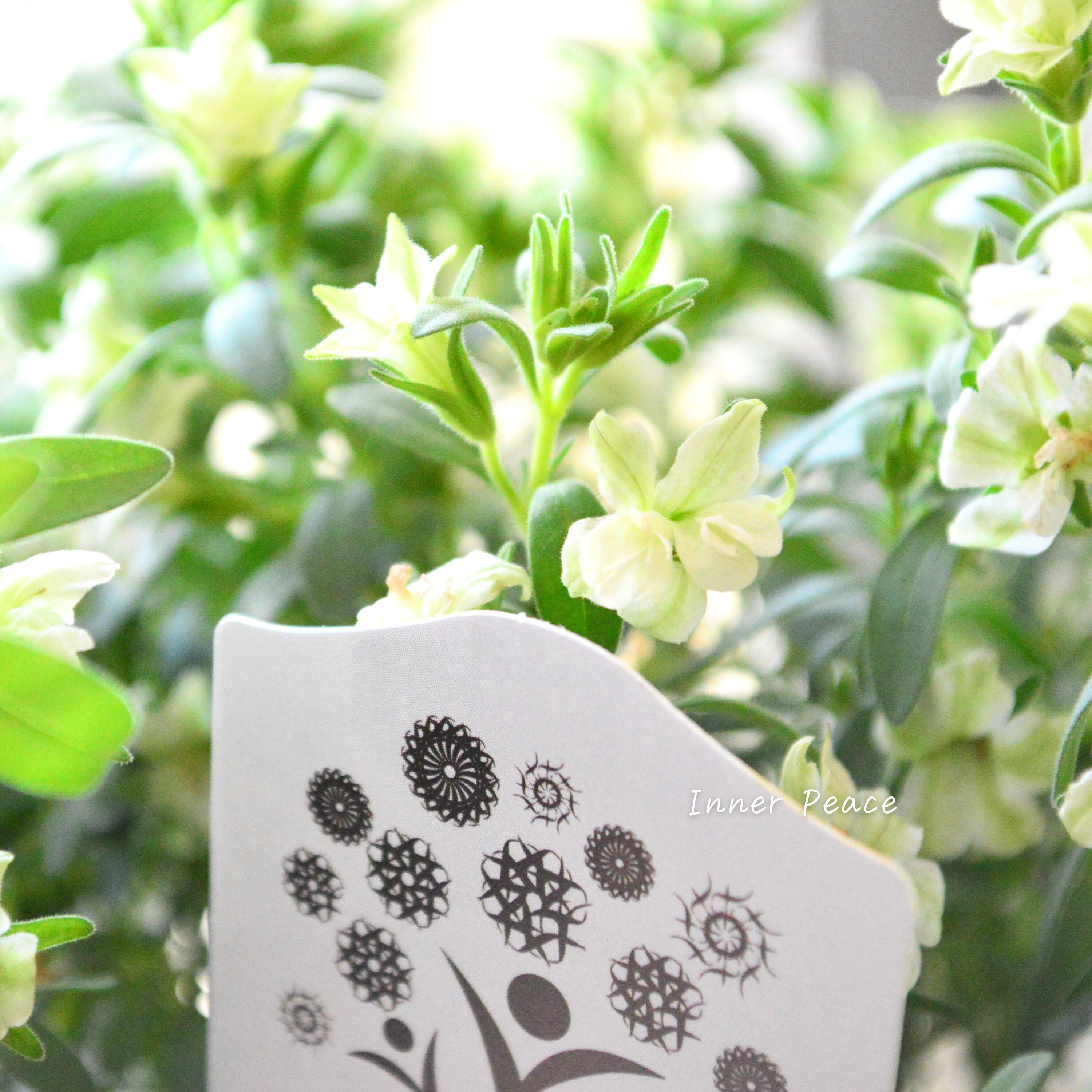 【ナラフラさん】 八重咲きカリブラコア 『グリーン』 3寸ロングPOT