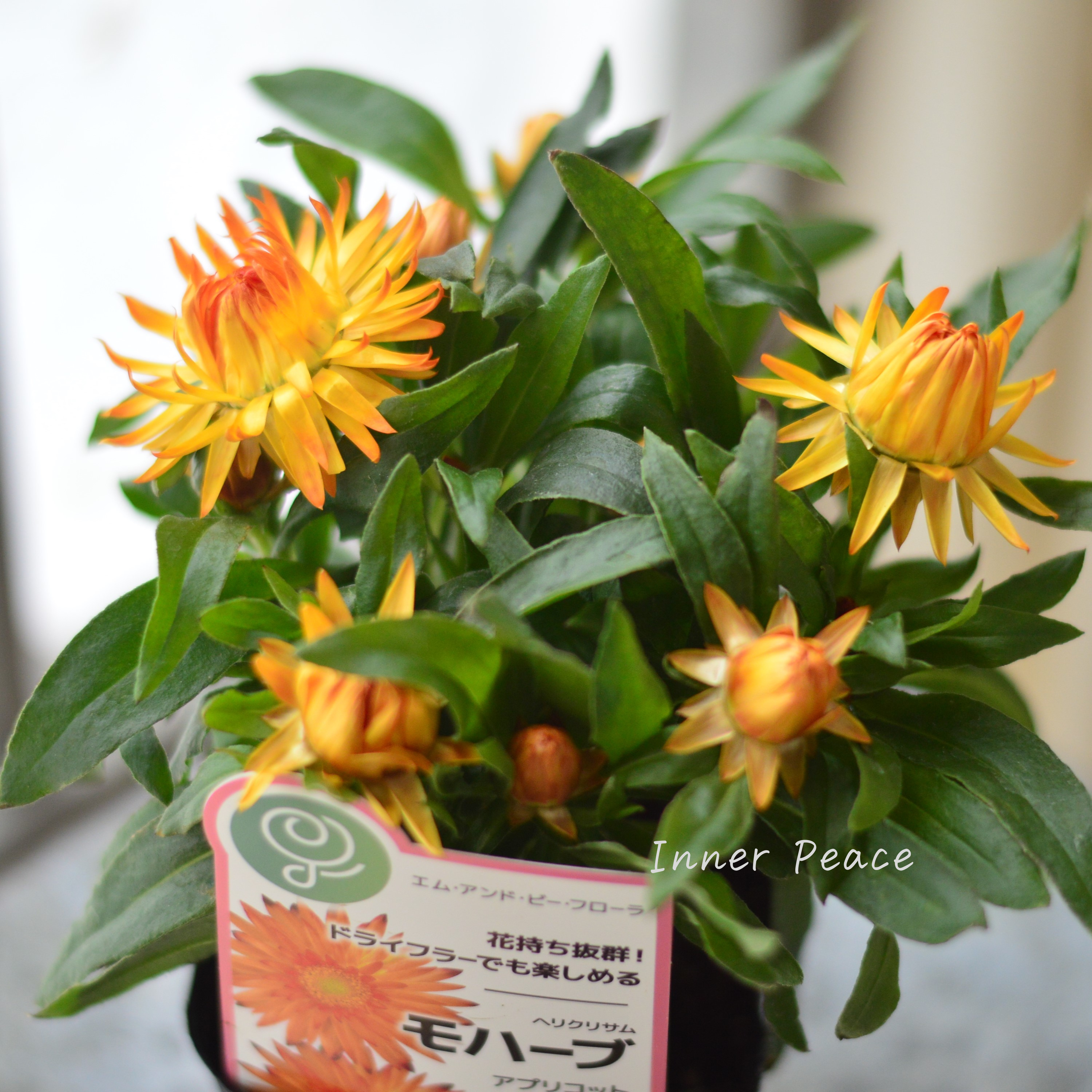 【ユニーク】 ブラクテアンサ(ヘリクリサム) 『モハベ・アプリコット』 3.5寸POT