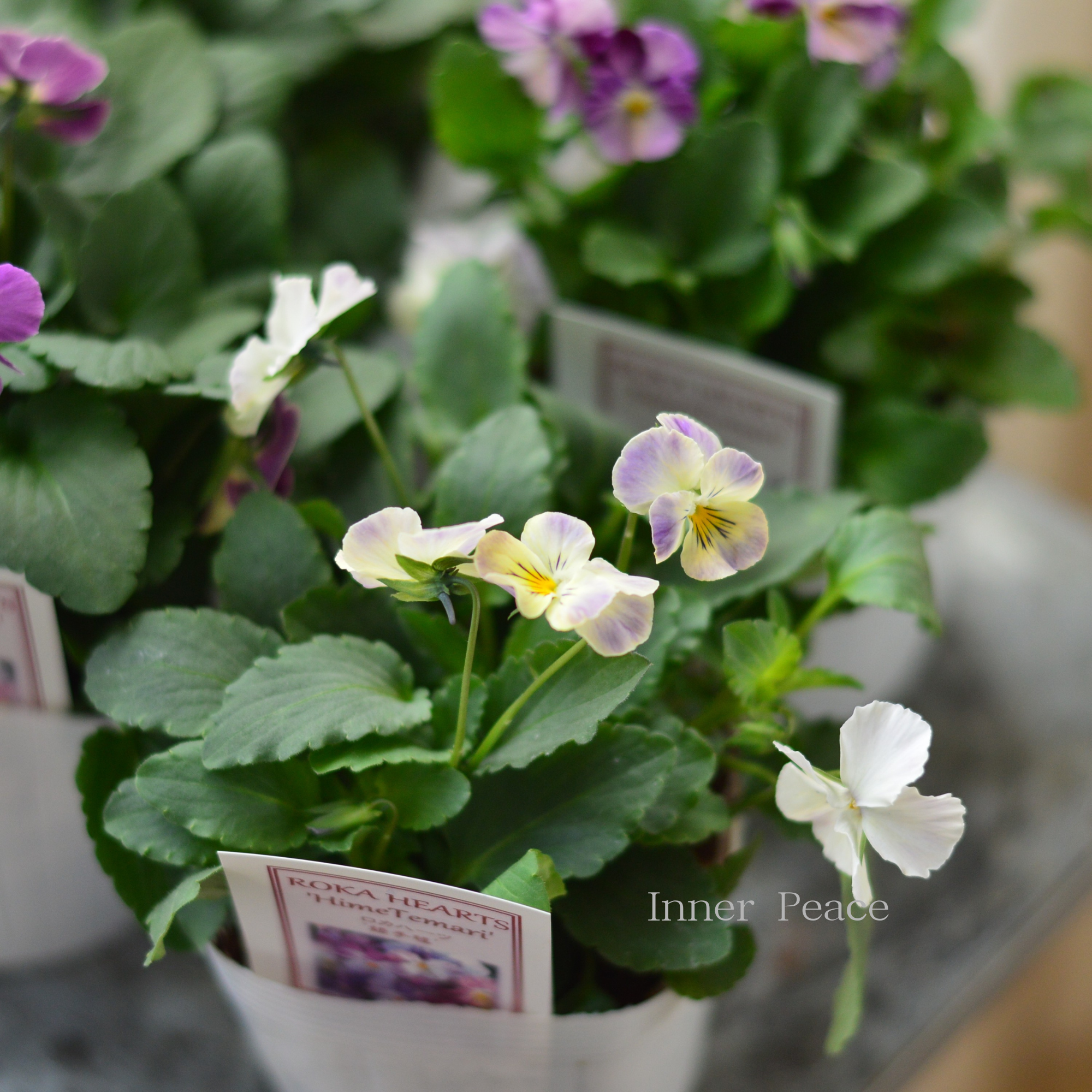 【美しい】 ビオラ ロカハーツ 『姫手毬』 3.5寸POT