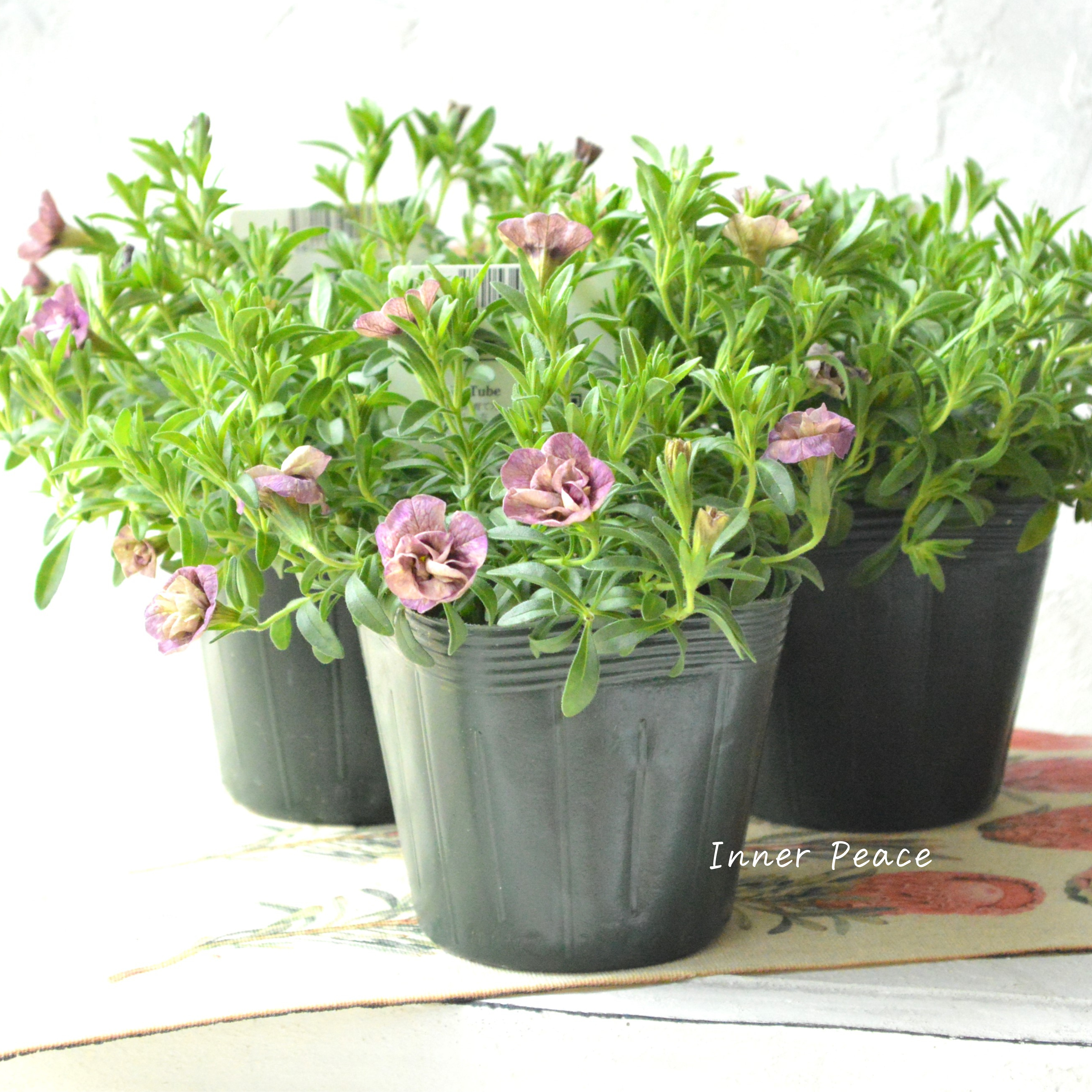 【ゲブラさん】 Sale! カリブラコア 『ブラン』 3.5寸POT