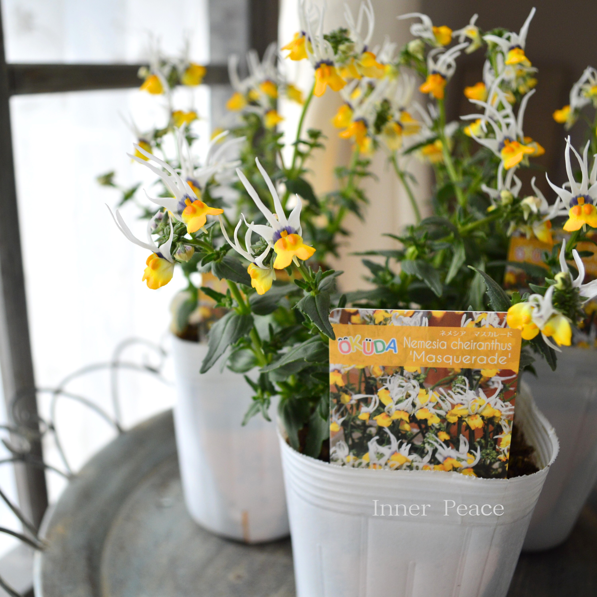 【個性的】 ネメシア 『マスカレード』 3寸ロングPOT