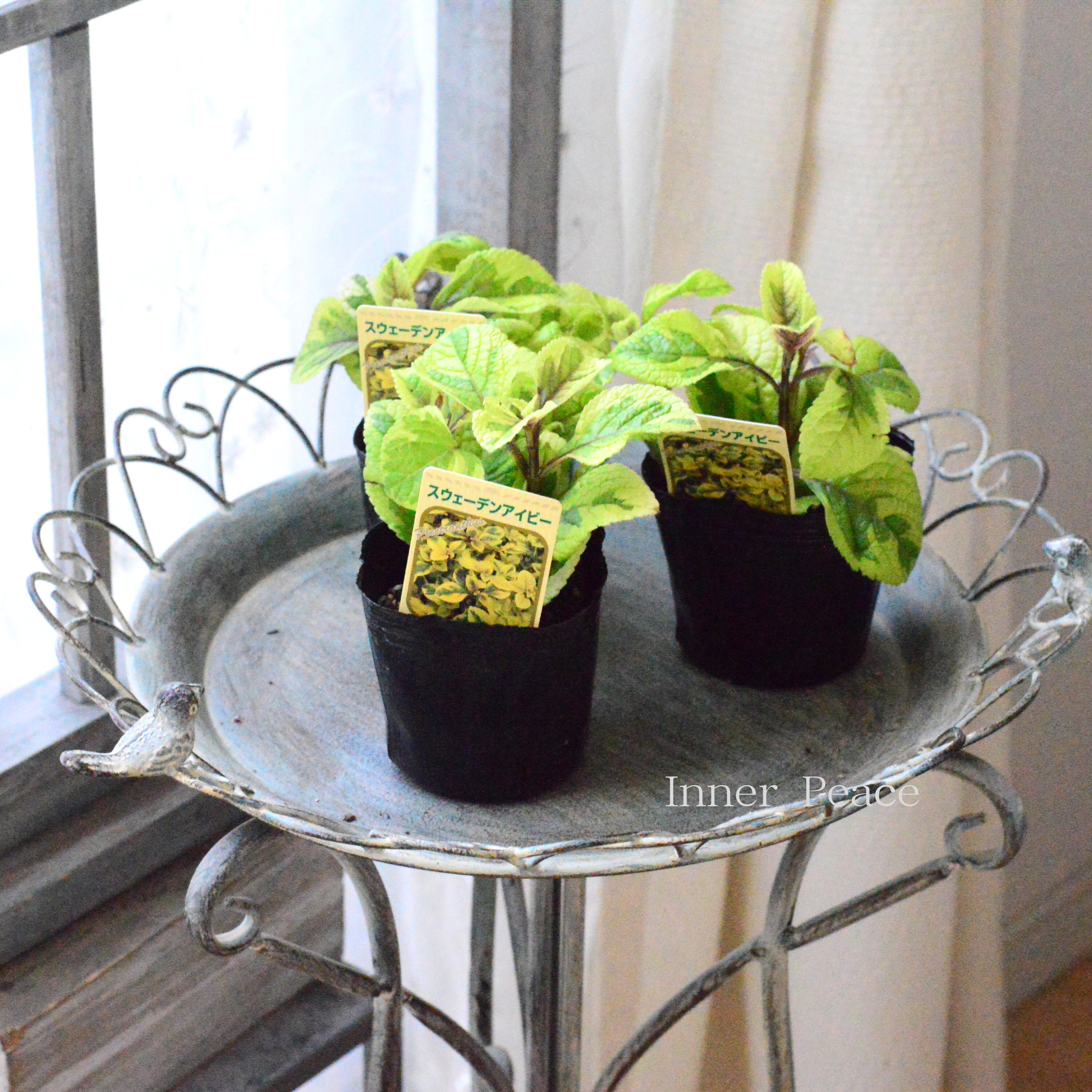 【日陰に強い】 スウェーデンアイビー 3寸POT