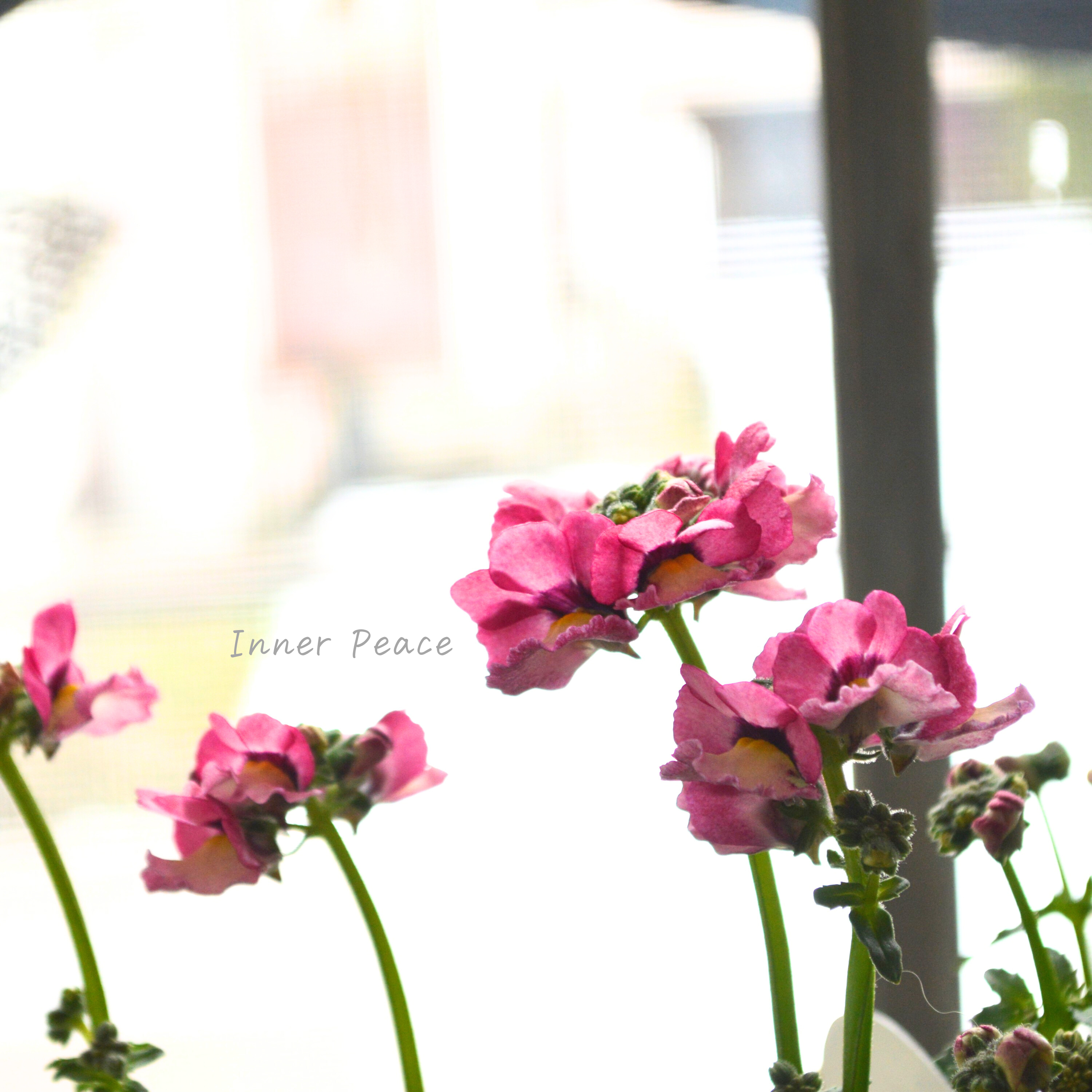 【花芳さん】 ネメシア 『マリー・ラヴィアンローズ』 3.5寸POT