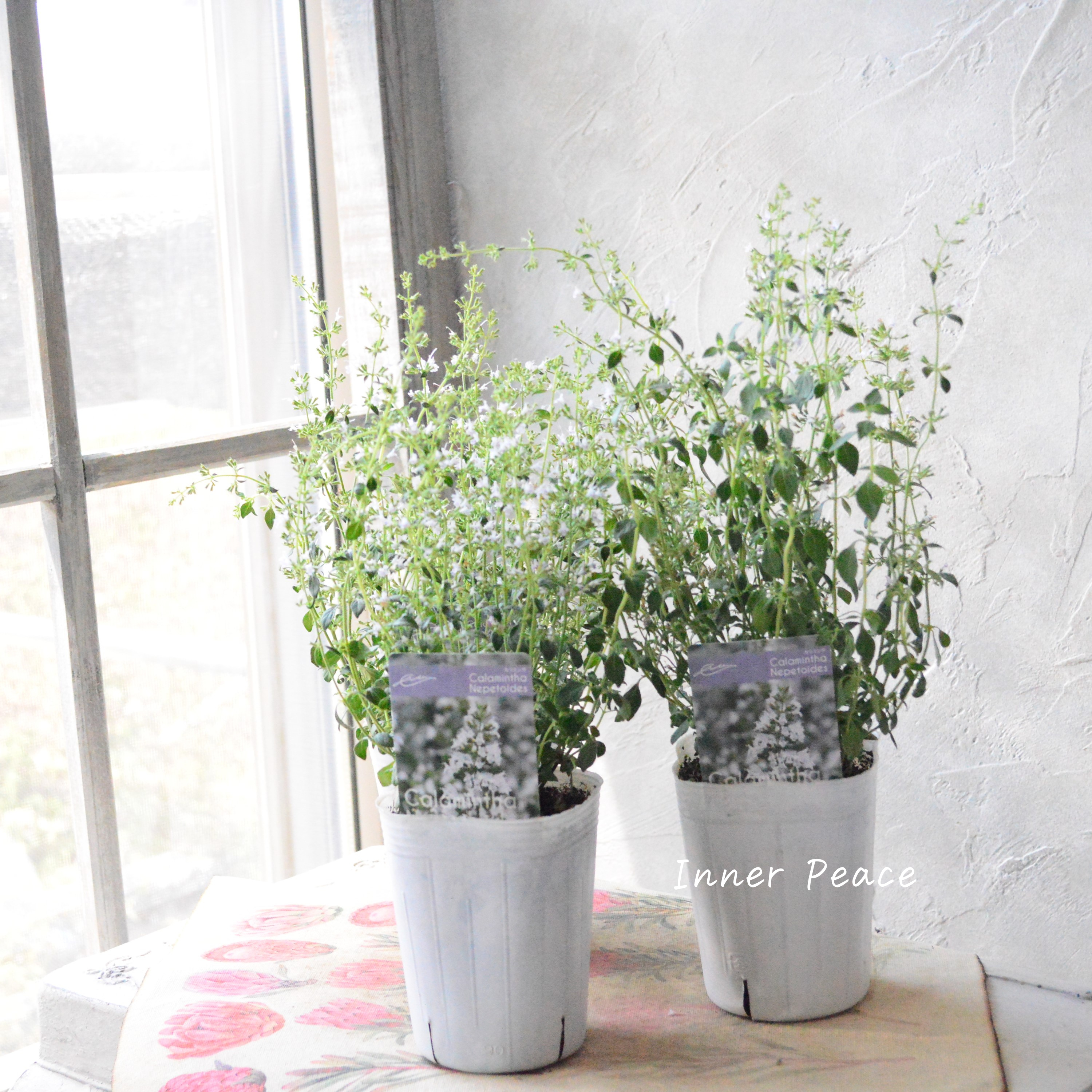 【宿根】 カラミンサ 3寸ロングPOT