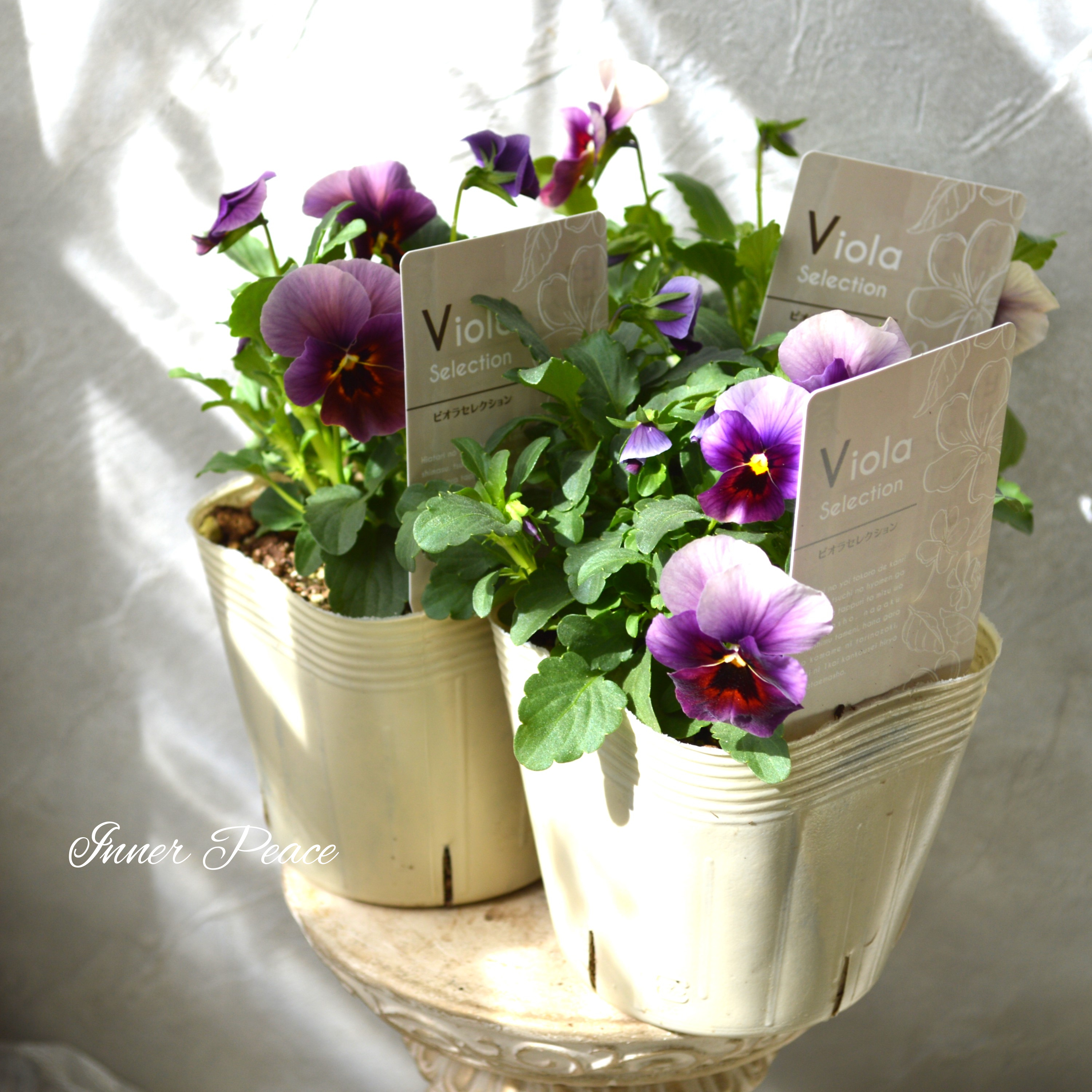 【美しい】 ビオラ 『ぶどうももか』 3.5寸POT